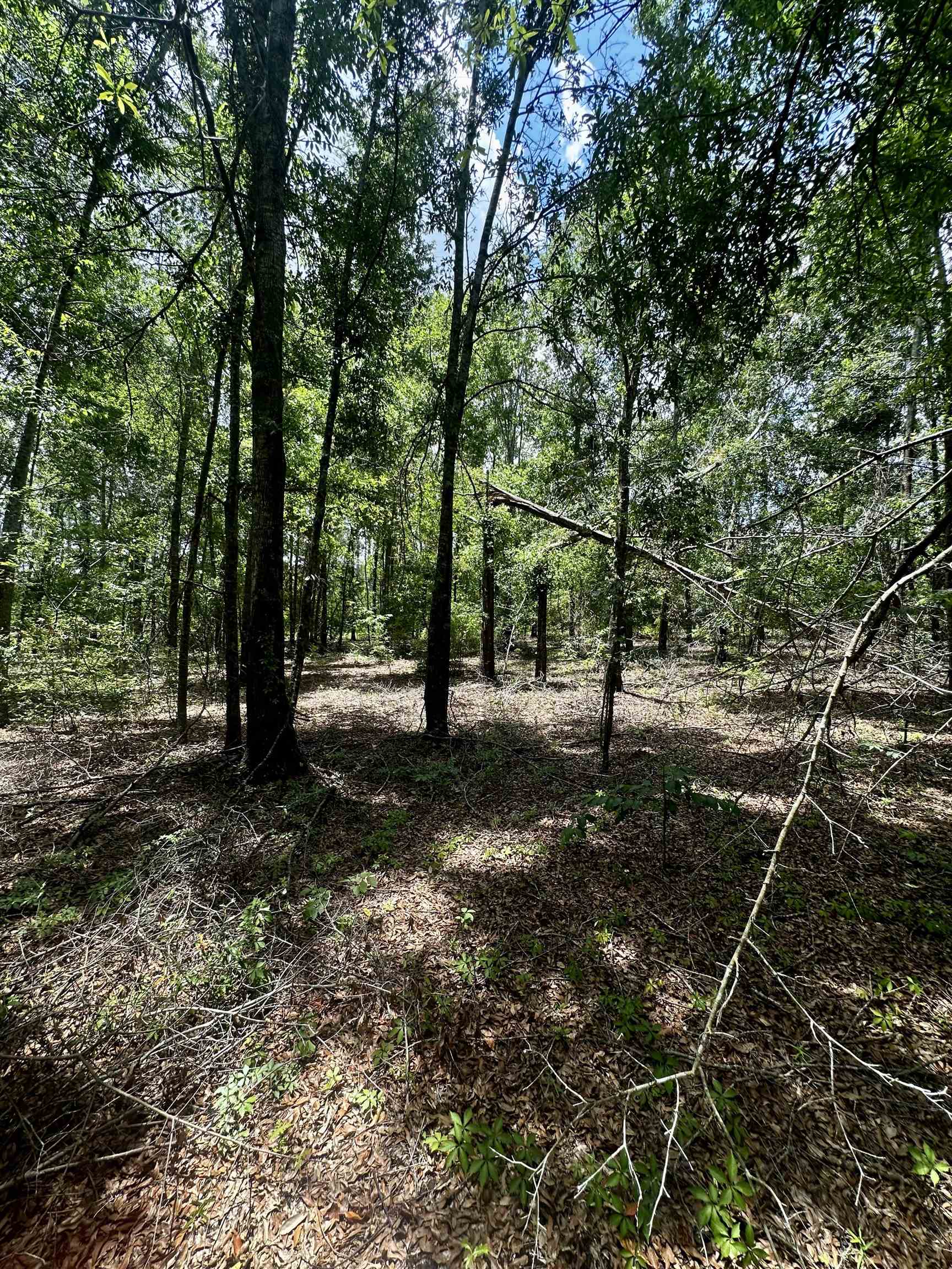 000 NE Jacaranda Terrace, Lee, Texas image 8