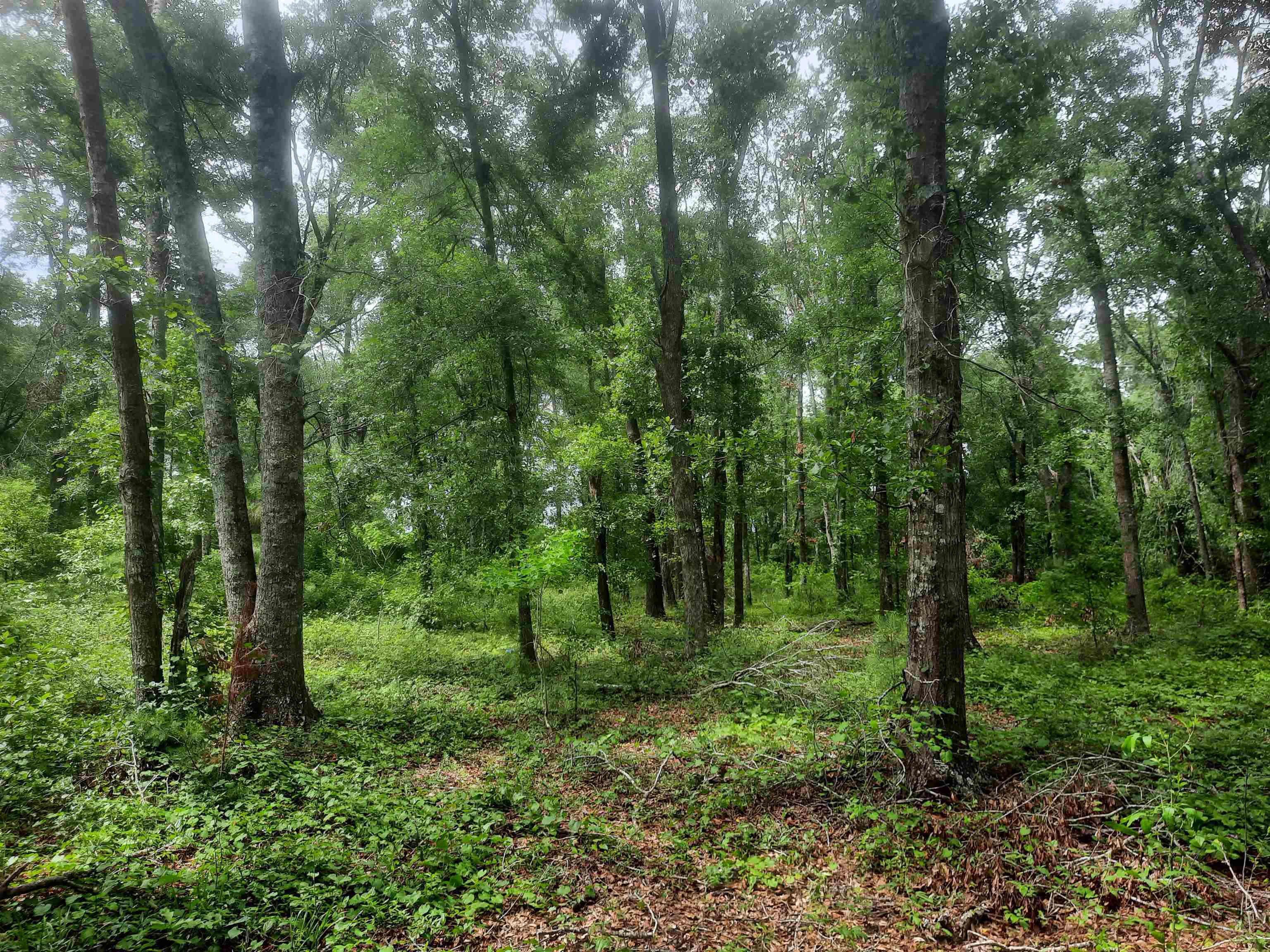 70 E 2nd Way, Greenville, Florida image 5