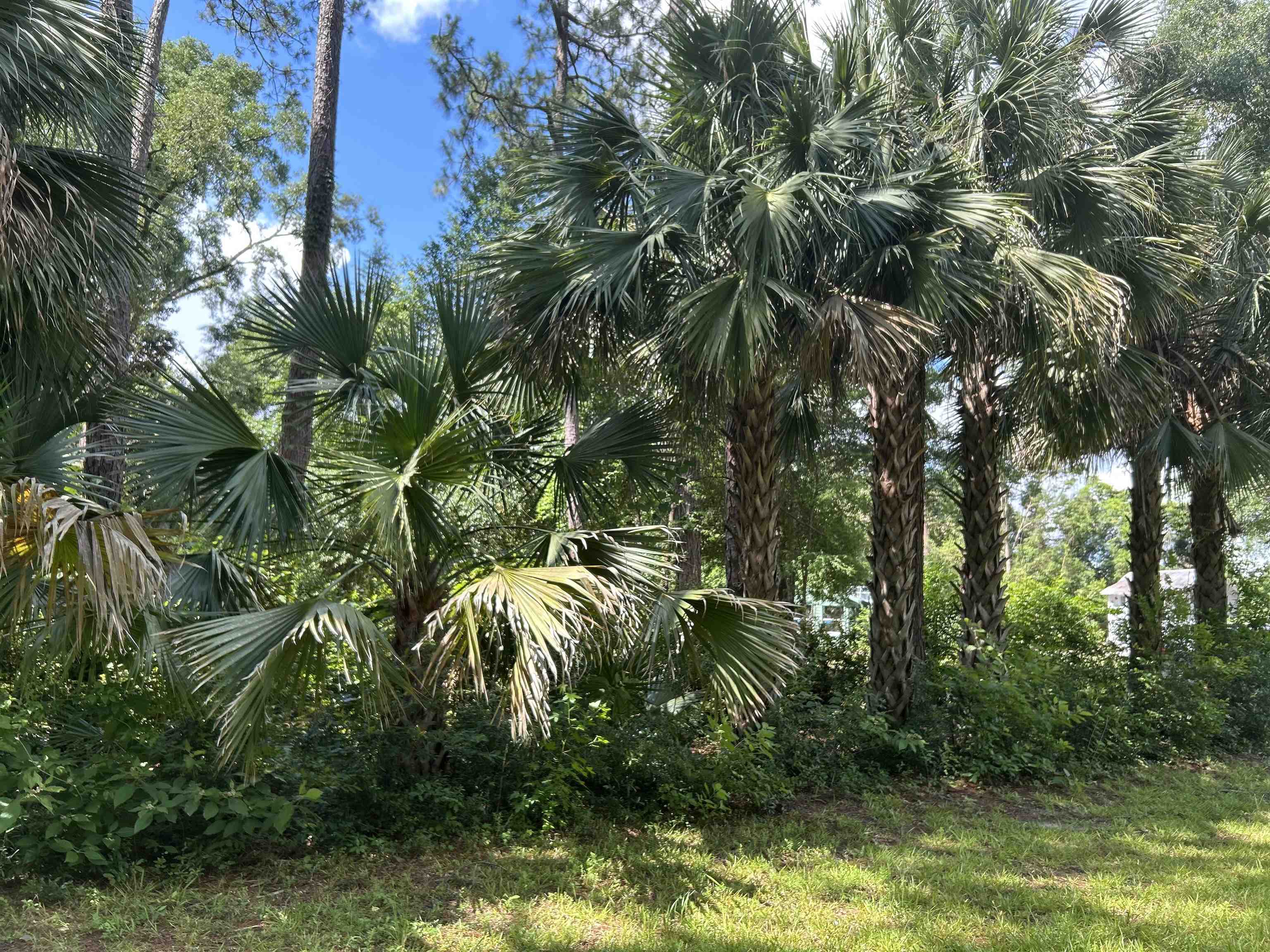 1532 Country Lane, Tallahassee, Florida image 17