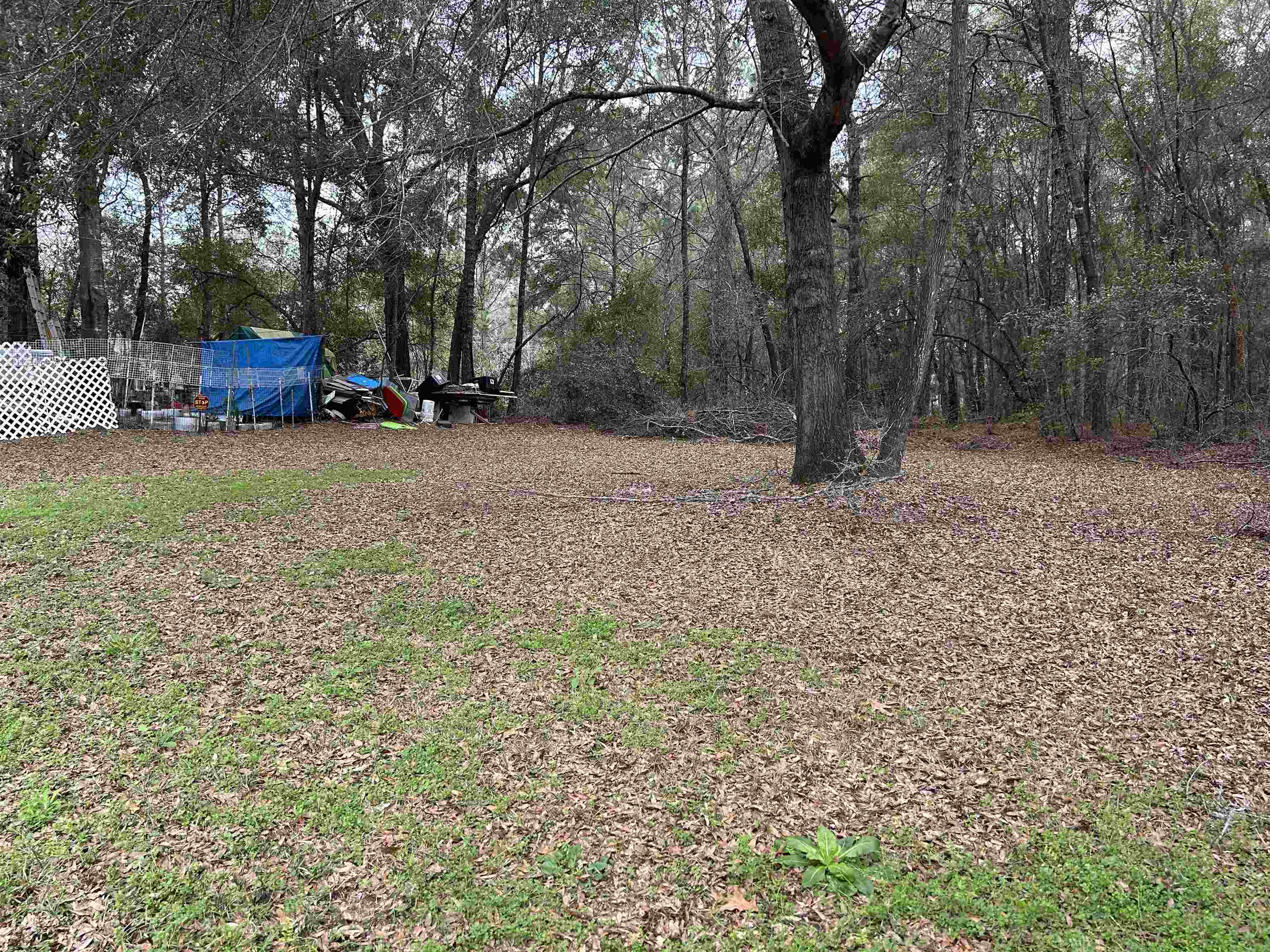 4750 Hibiscus Avenue, Tallahassee, Florida image 5