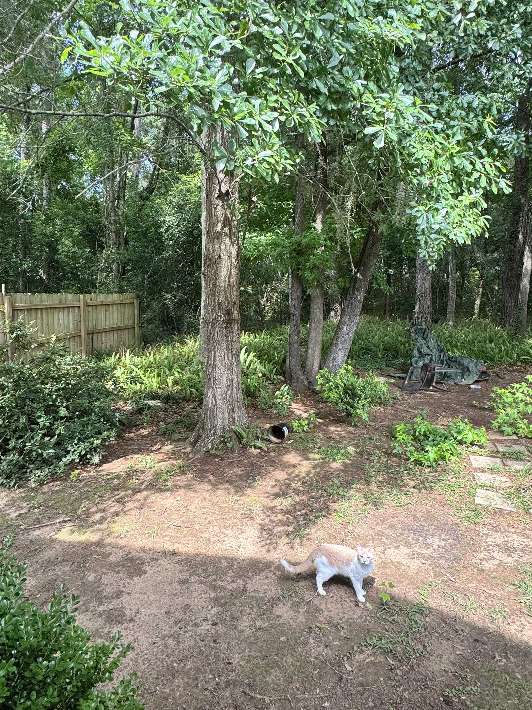 2507 Pennlyn Drive, Tallahassee, Texas image 23