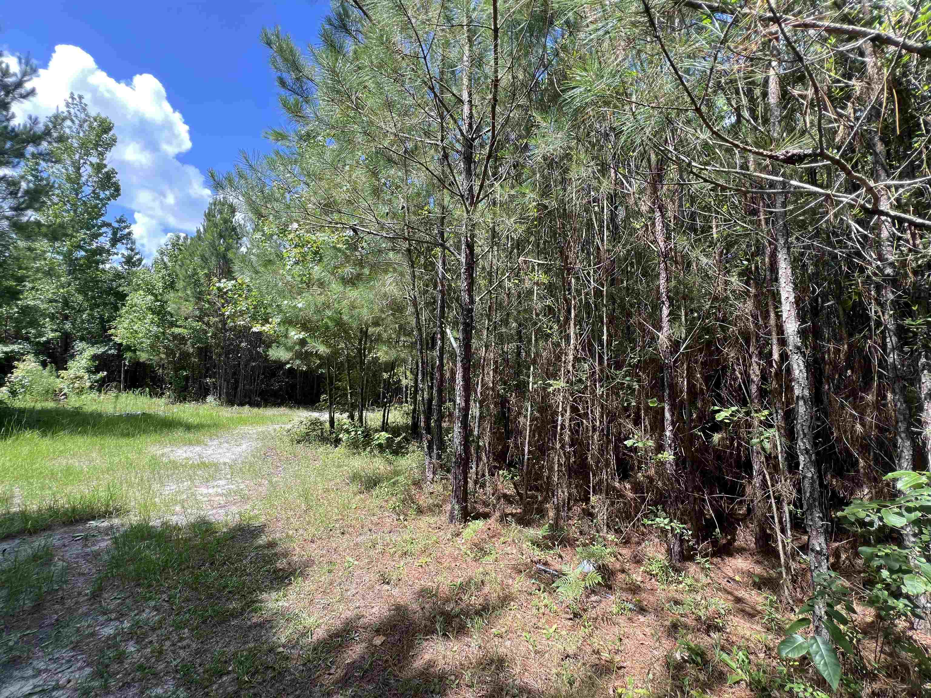 Xx Hardaway Highway, Gretna, Florida image 6