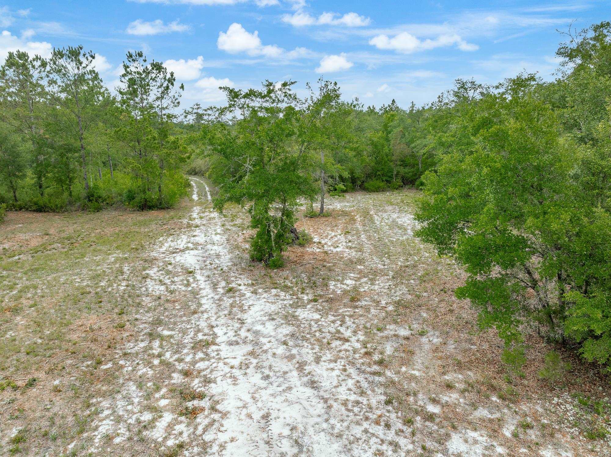 Pam Drive, Crawfordville, Florida image 15