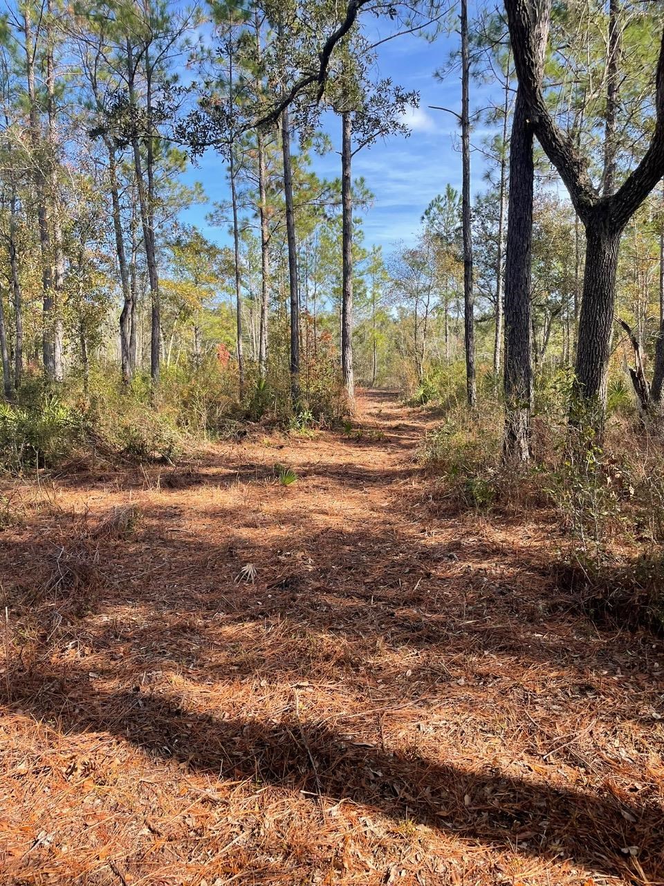 Pam Drive, Crawfordville, Florida image 17