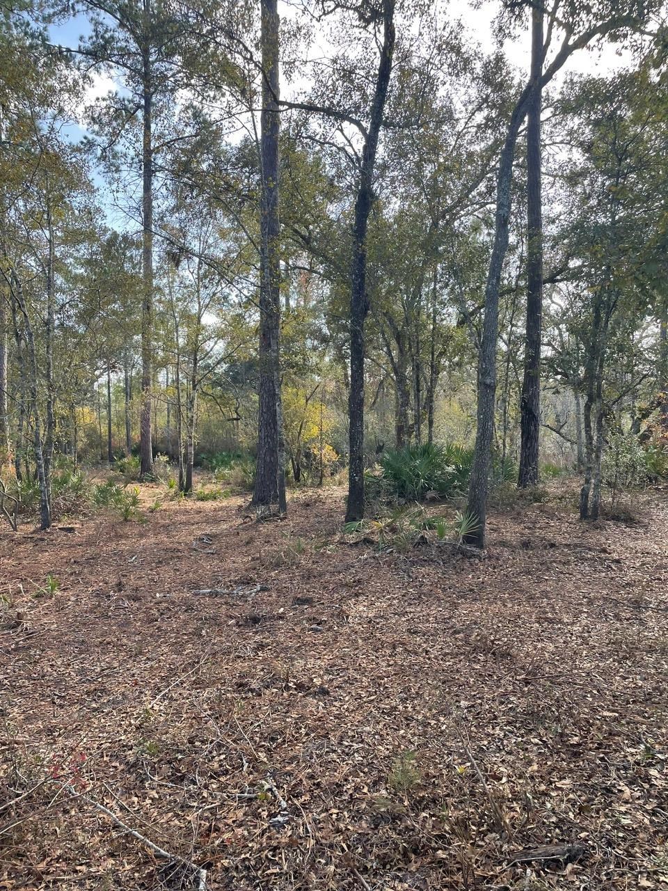 Pam Drive, Crawfordville, Florida image 23