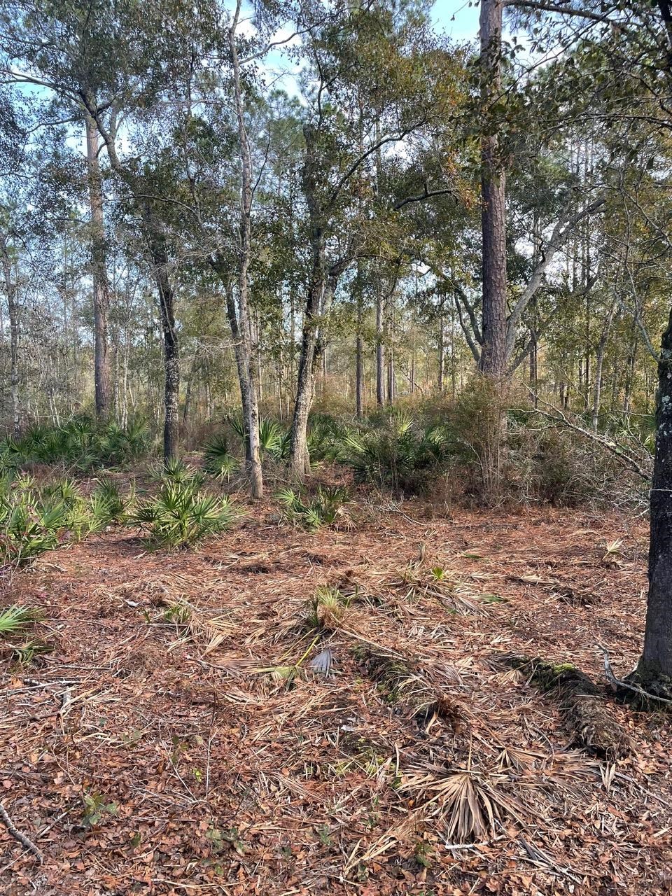 Pam Drive, Crawfordville, Florida image 24