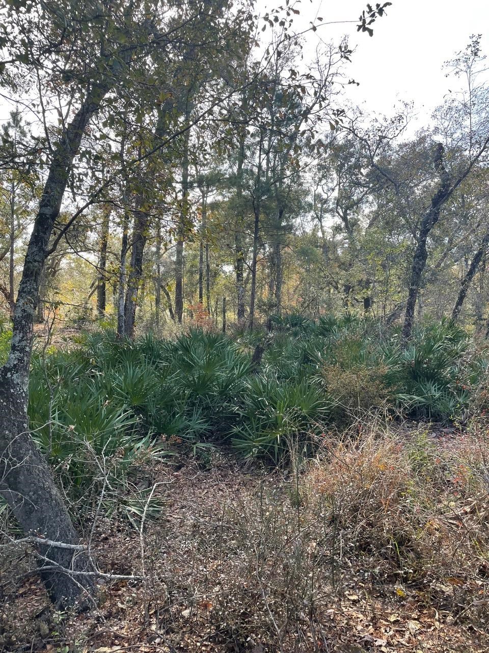 Pam Drive, Crawfordville, Florida image 25