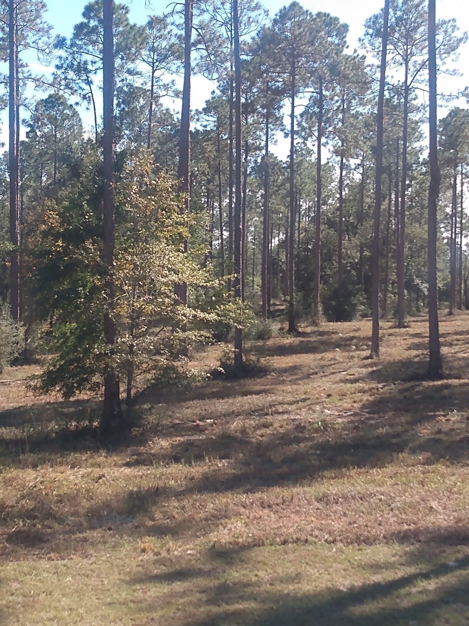Lot I 20 Hidden Horse Way, Tallahassee, Florida image 10