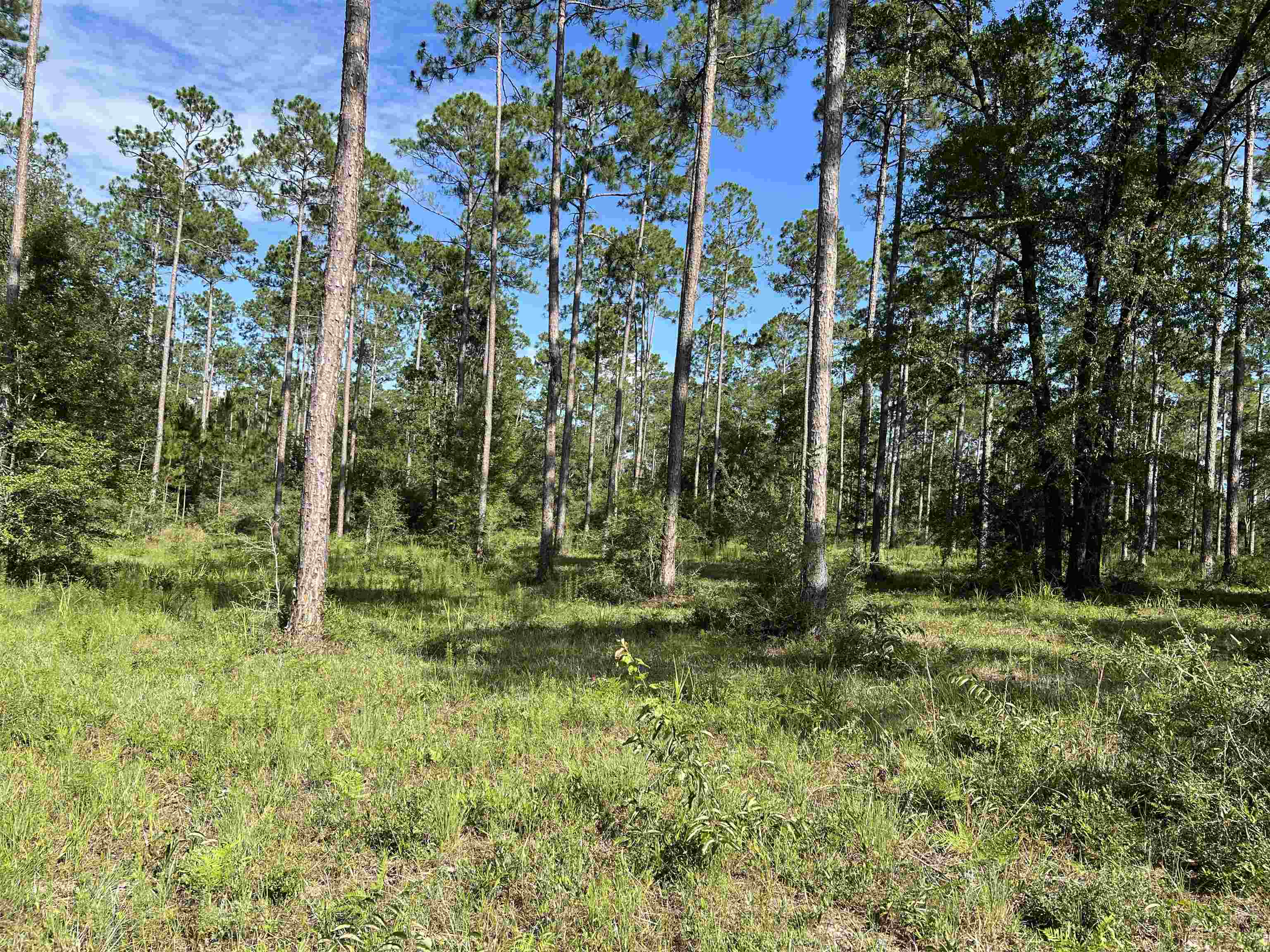 Lot I 20 Hidden Horse Way, Tallahassee, Florida image 18