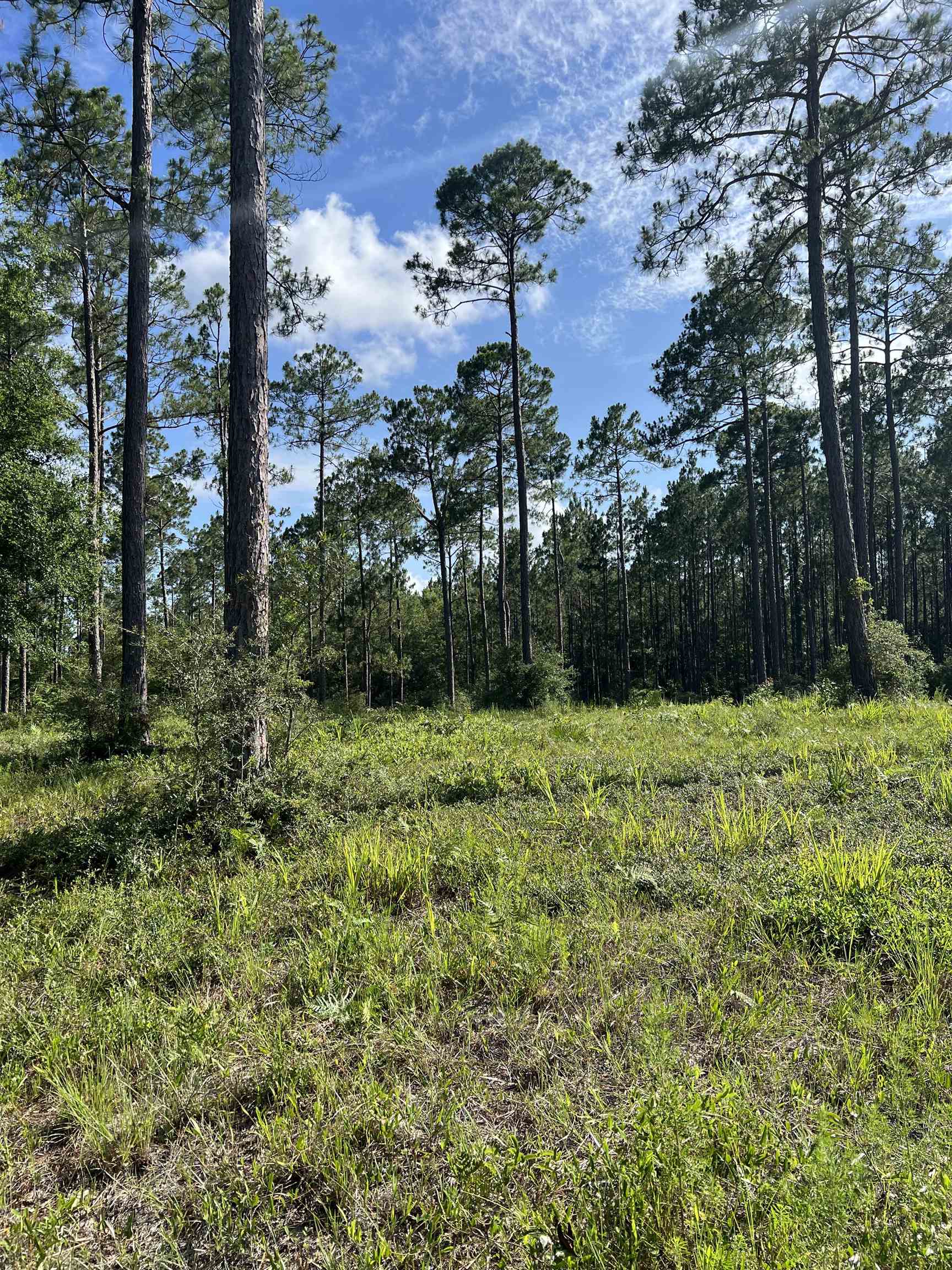 Lot I 20 Hidden Horse Way, Tallahassee, Florida image 26