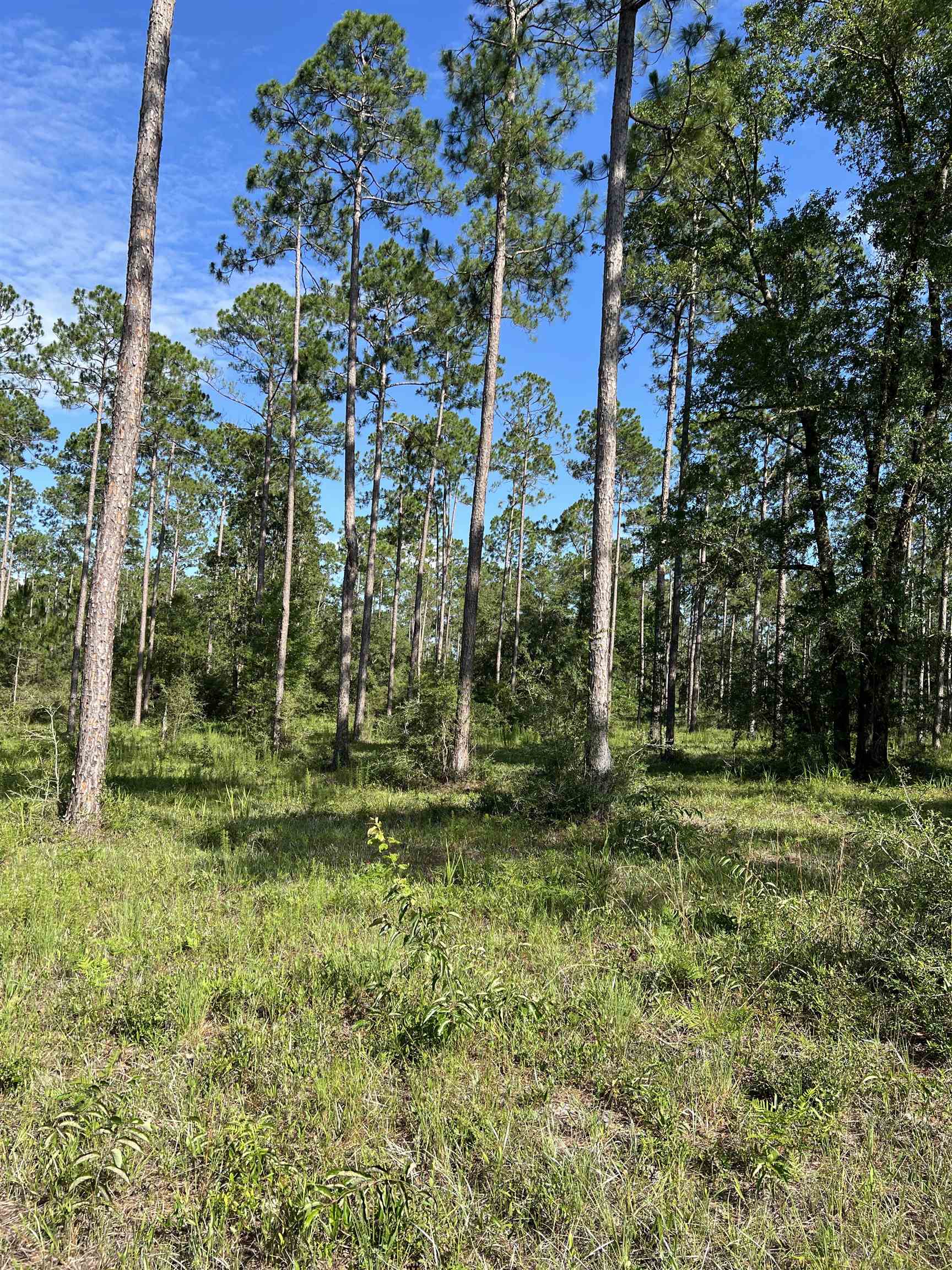 Lot I 20 Hidden Horse Way, Tallahassee, Florida image 28