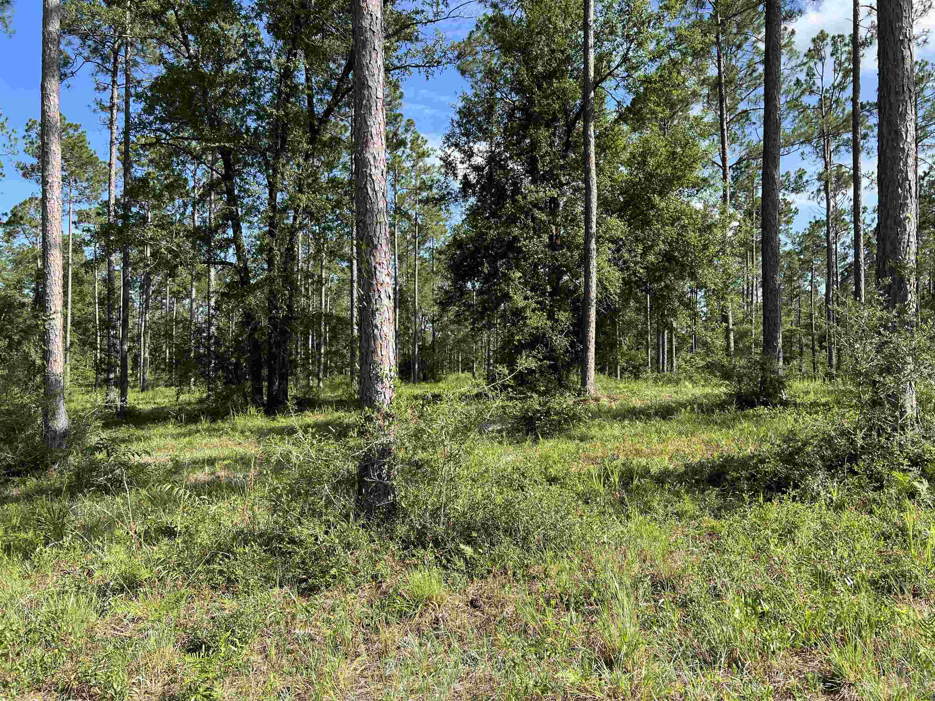 Lot I 20 Hidden Horse Way, Tallahassee, Florida image 4