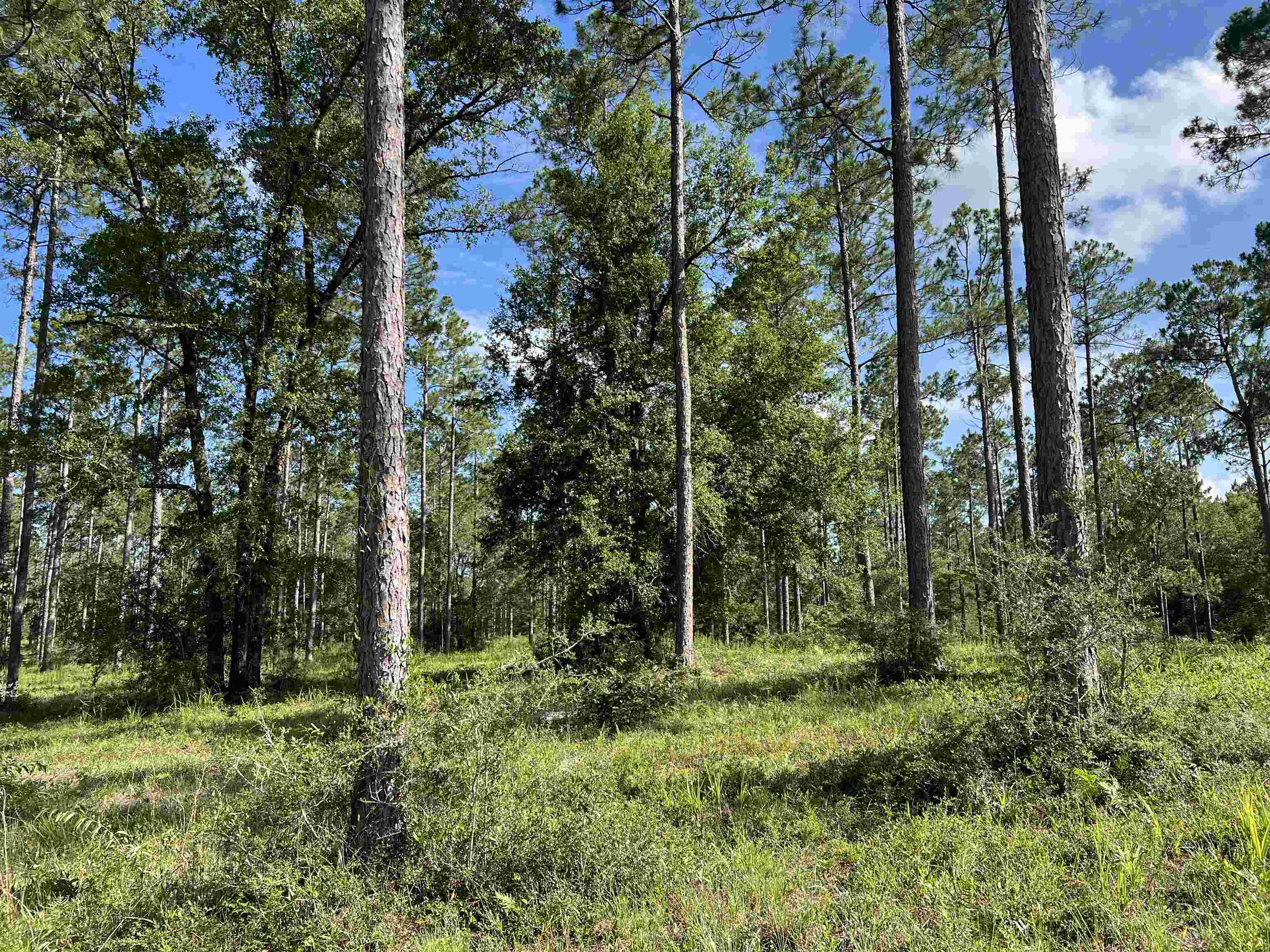 Lot I 20 Hidden Horse Way, Tallahassee, Florida image 5