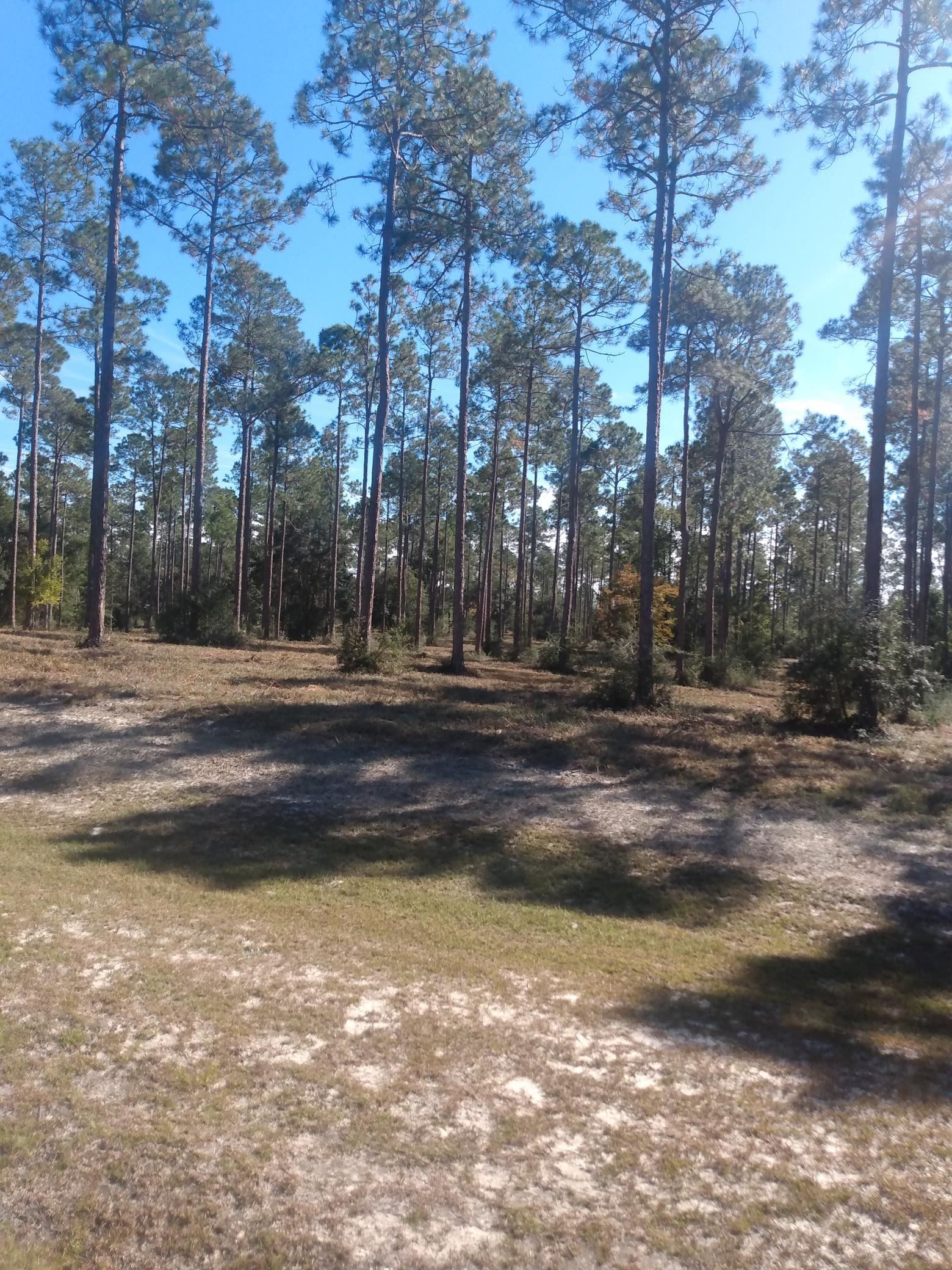 Lot I 20 Hidden Horse Way, Tallahassee, Florida image 6