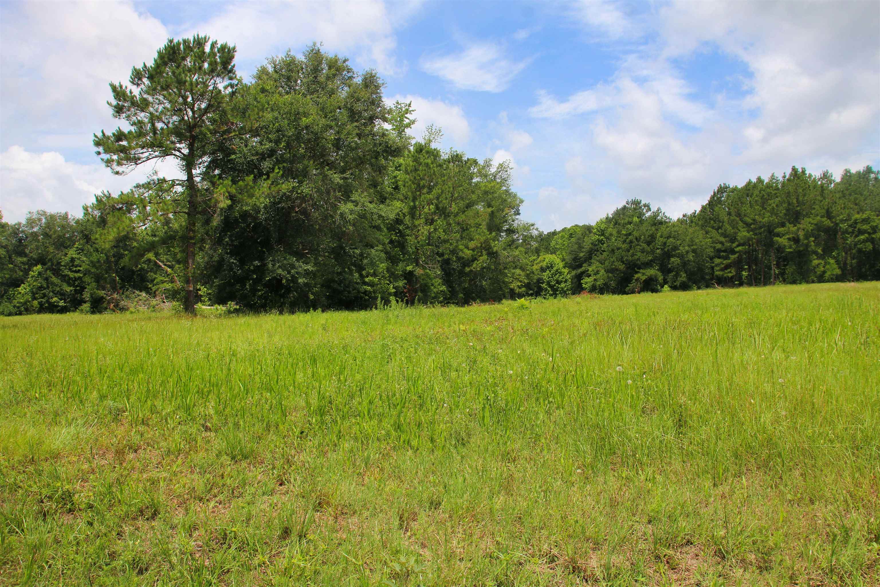 Vacant Mays Road, Lamont, Florida image 2