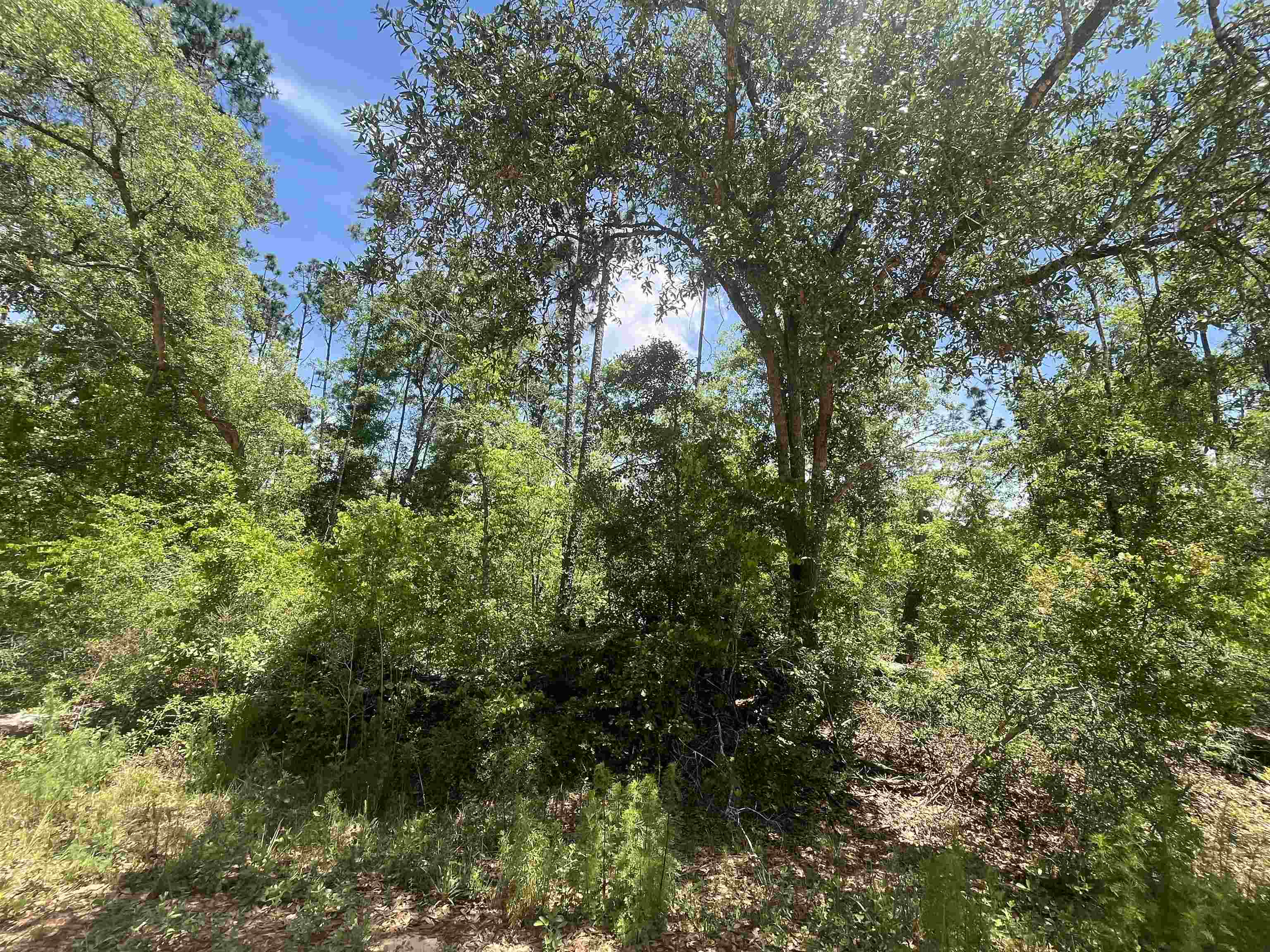 TBD Tamarac Road, Marianna, Florida image 7