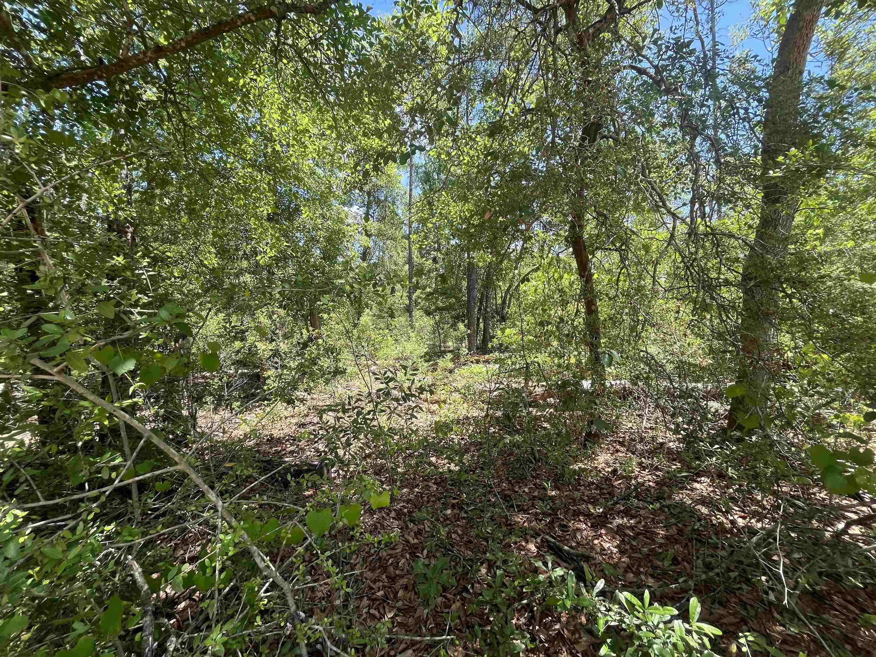 TBD Tamarac Road, Marianna, Florida image 9