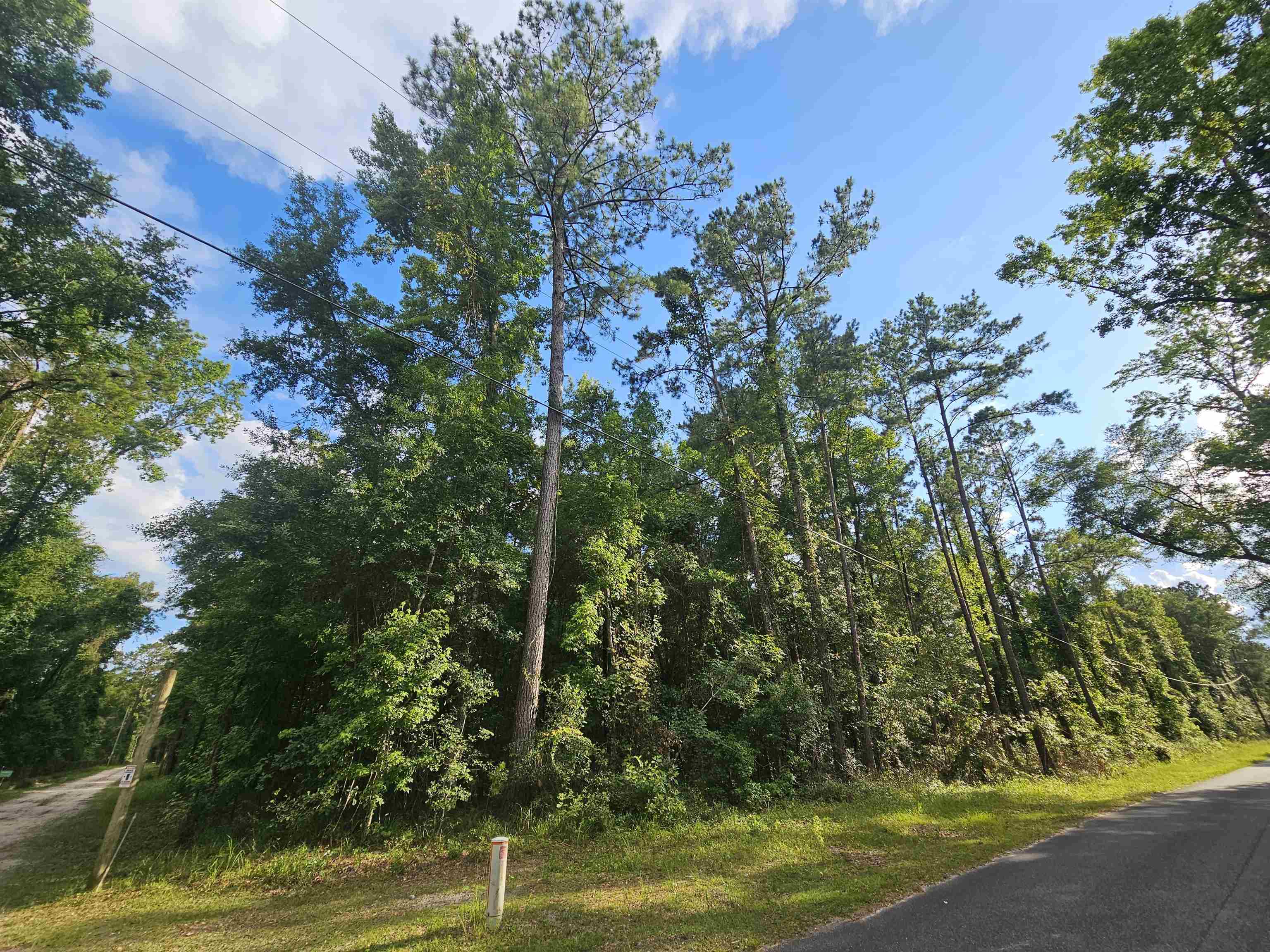 XX Staten Road, Crawfordville, Florida image 4