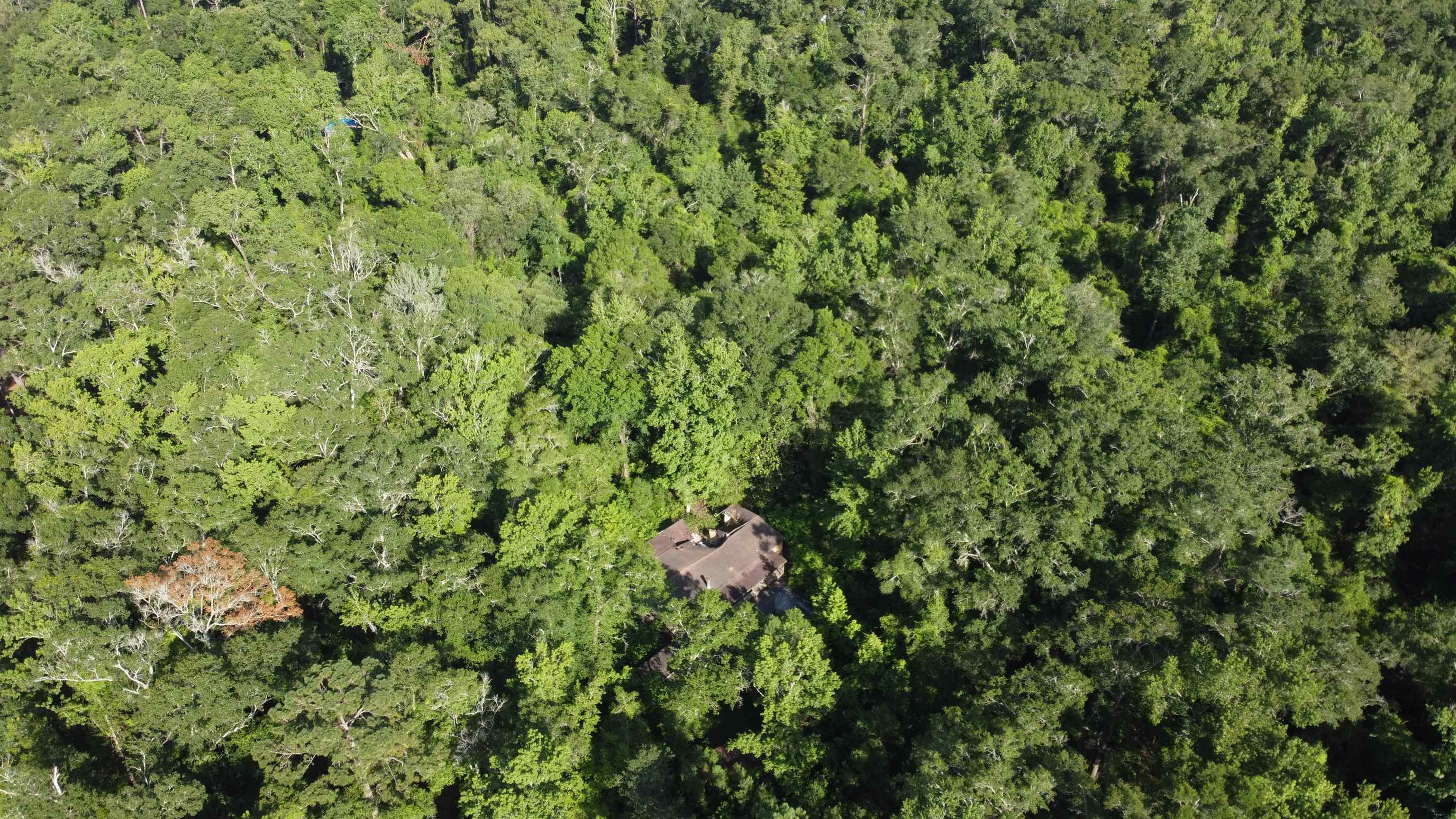 137 Shepards Easement, Crawfordville, Florida image 3