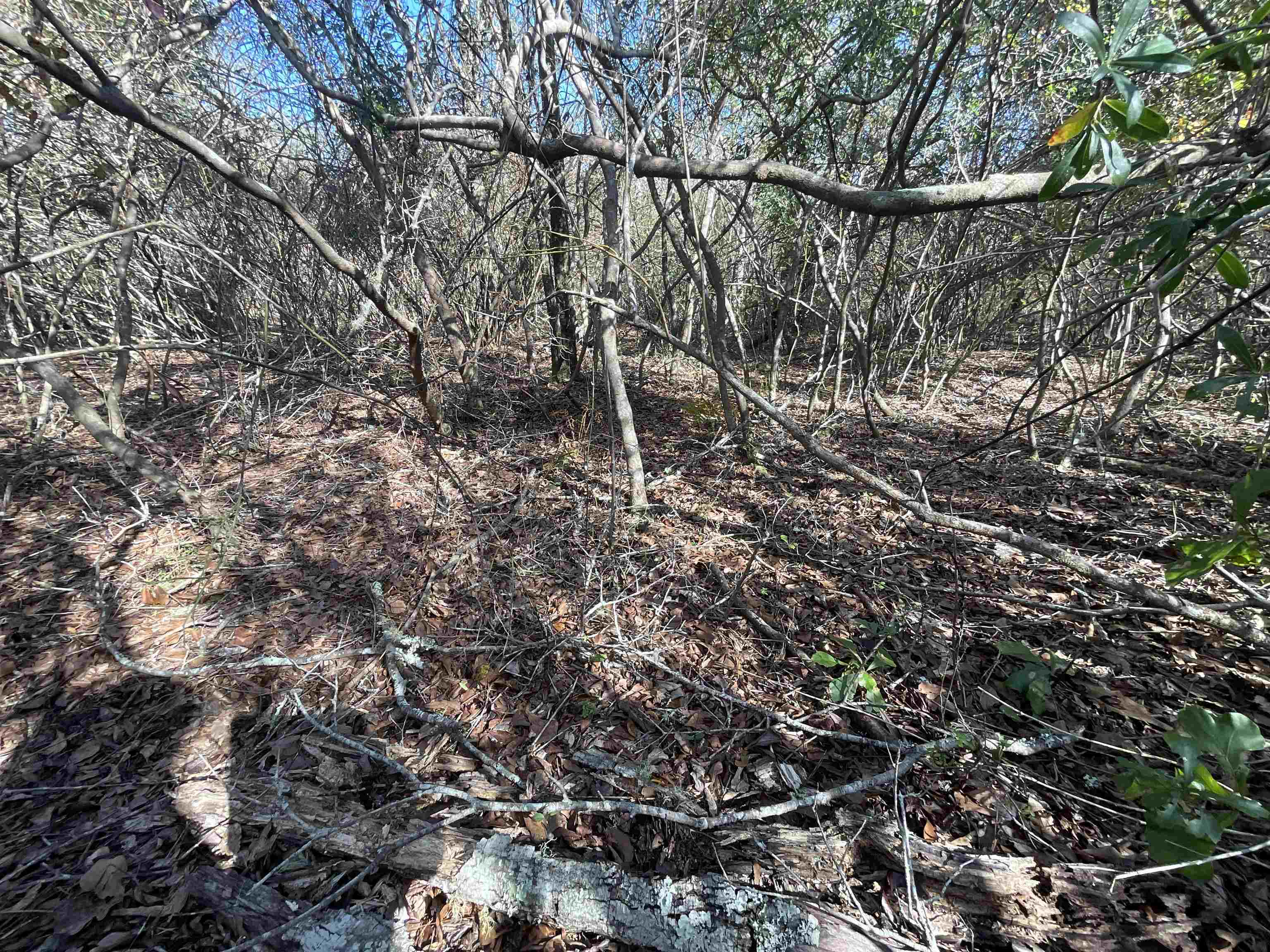 Vacant SW Moseley Hall Road, Greenville, Florida image 15