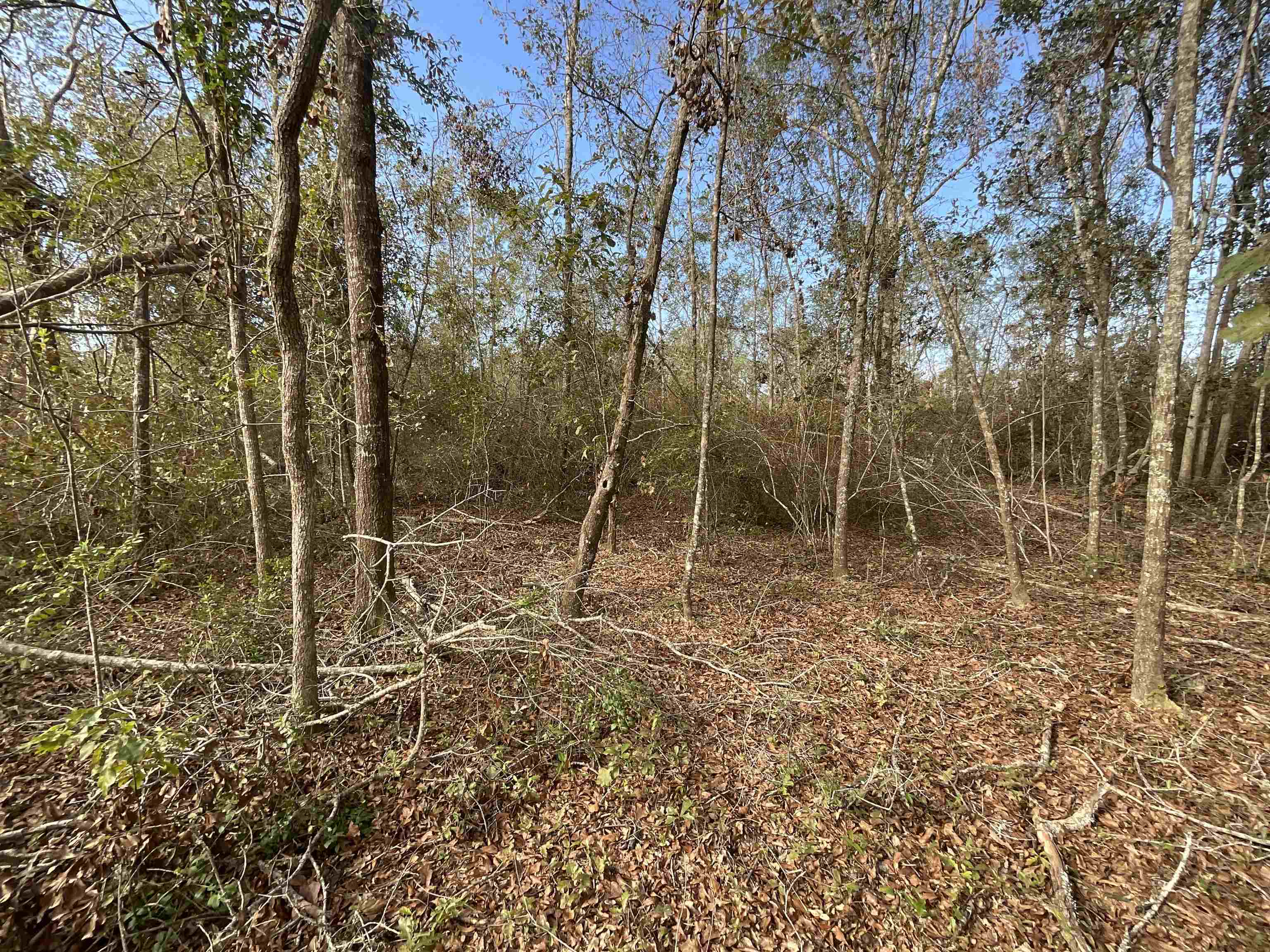 Vacant SW Moseley Hall Road, Greenville, Florida image 26