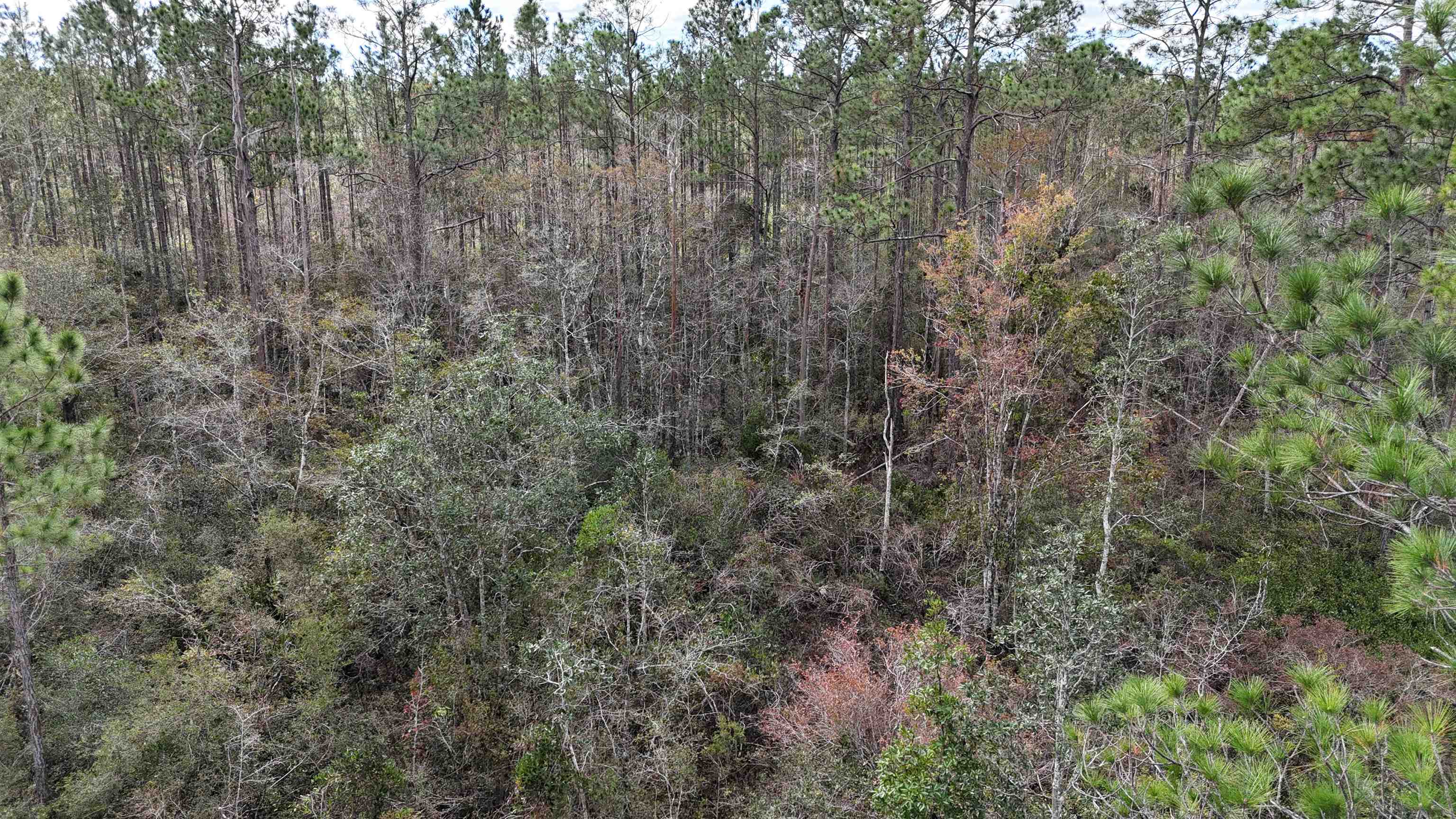 Vacant SW Moseley Hall Road, Greenville, Florida image 27