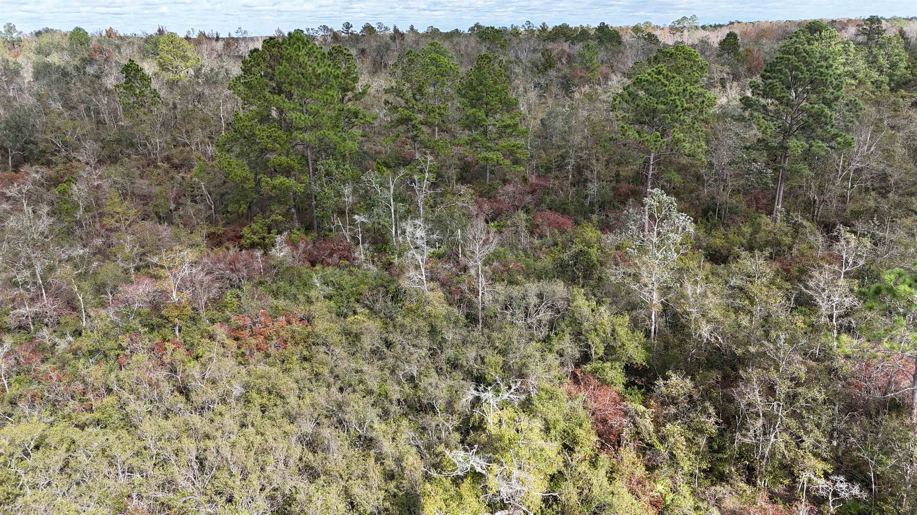 Vacant SW Moseley Hall Road, Greenville, Florida image 28
