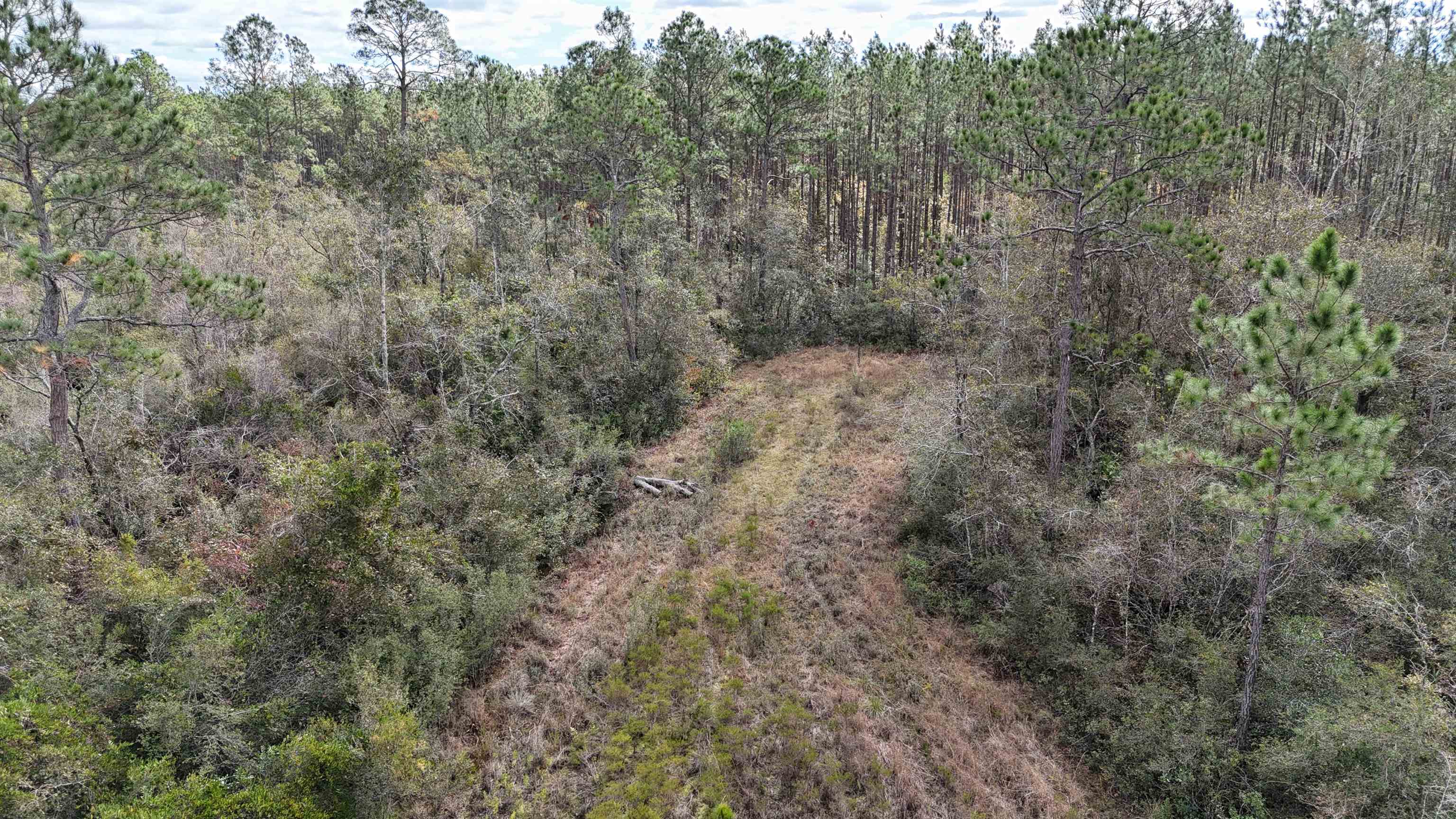 Vacant SW Moseley Hall Road, Greenville, Florida image 31