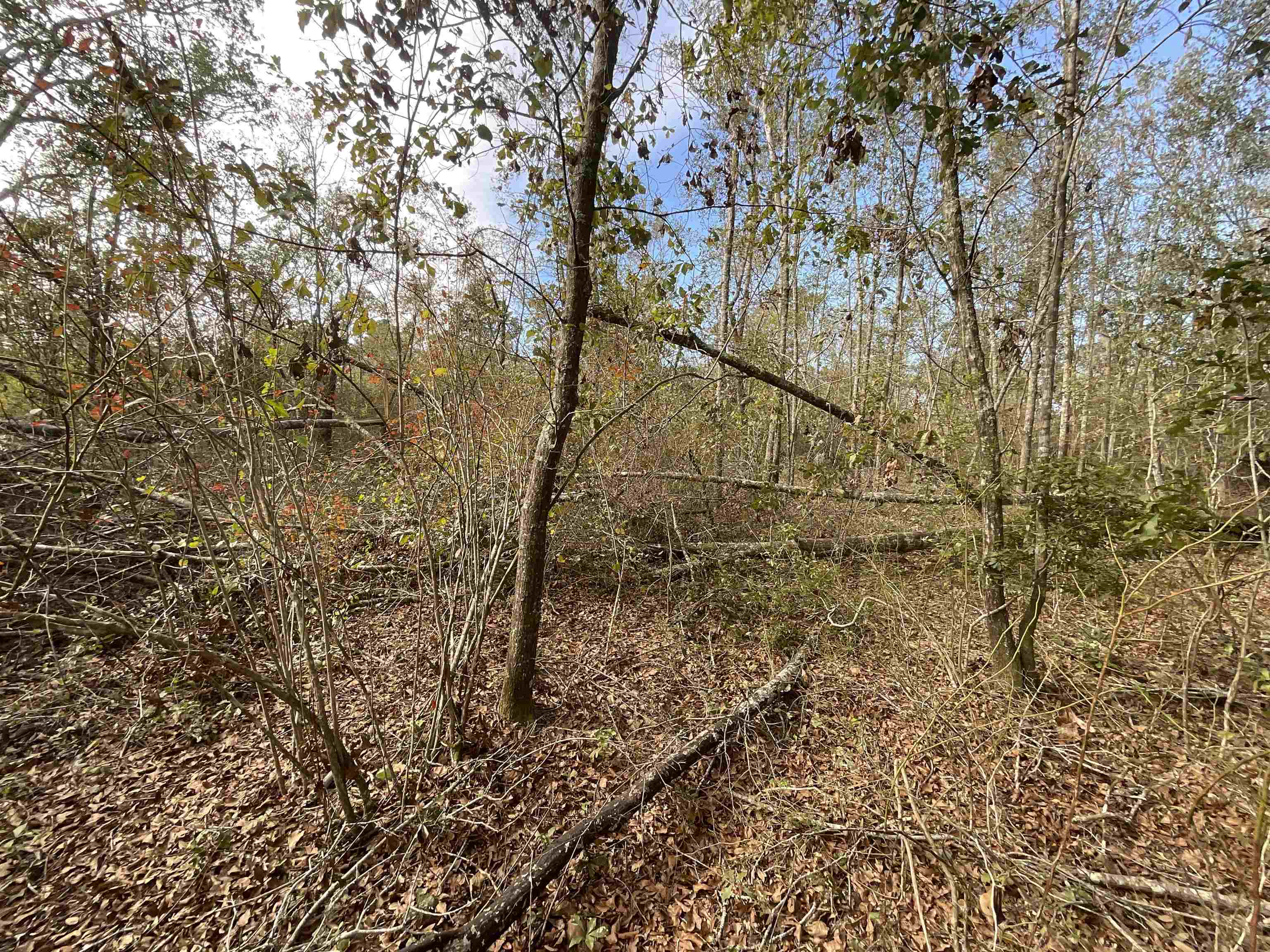 Vacant SW Moseley Hall Road, Greenville, Florida image 35