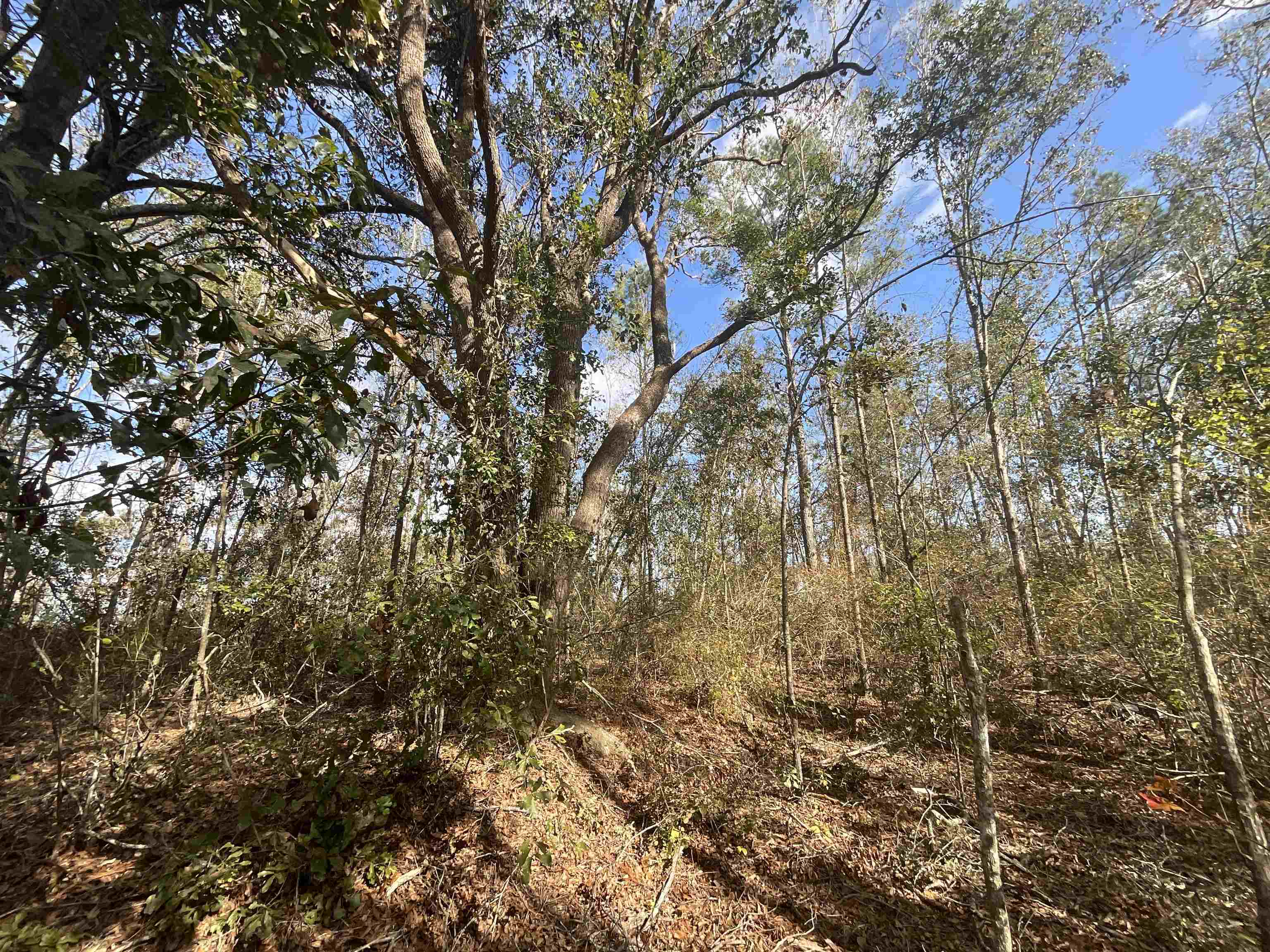 Vacant SW Moseley Hall Road, Greenville, Florida image 36