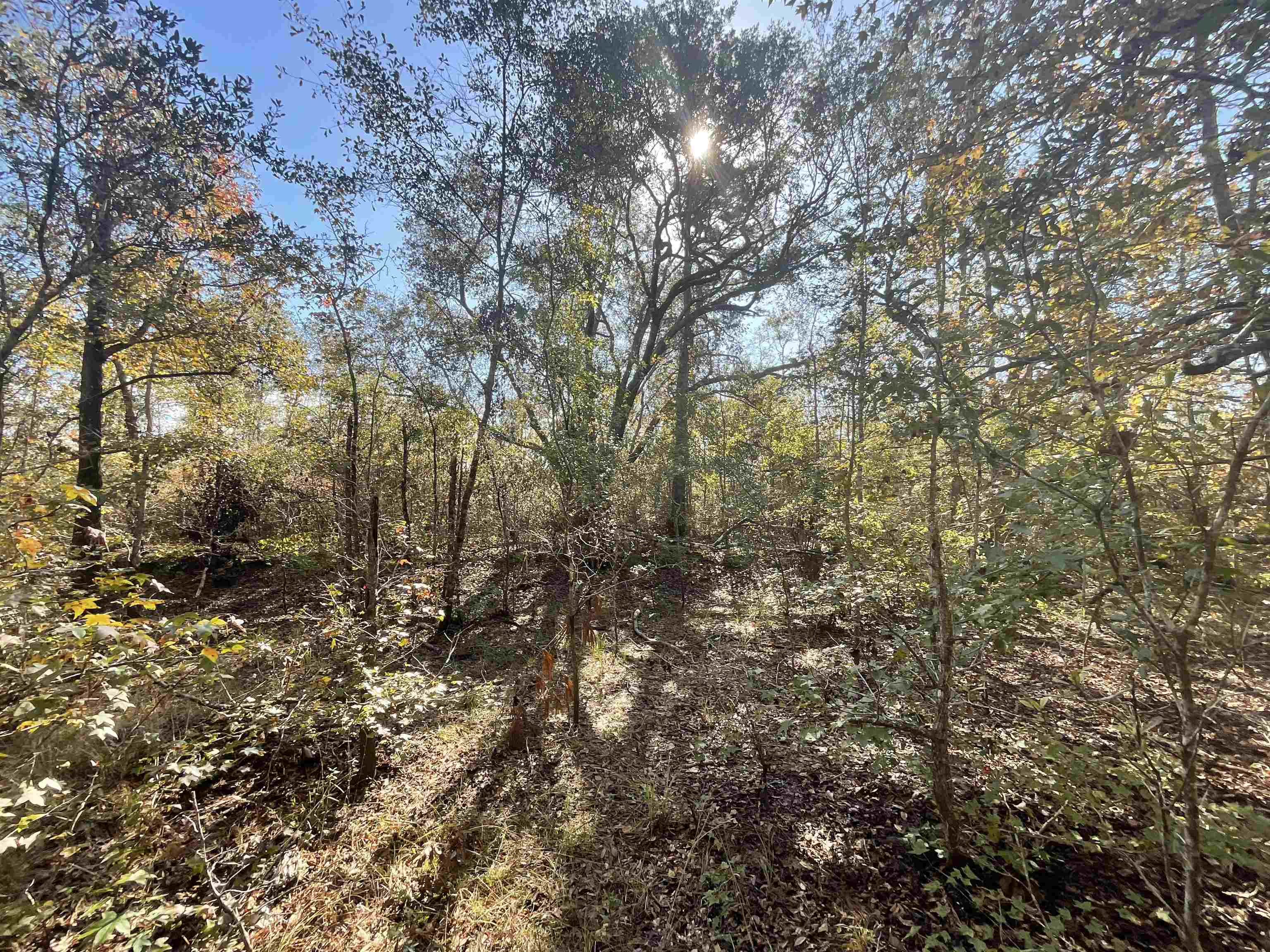Vacant SW Moseley Hall Road, Greenville, Florida image 37