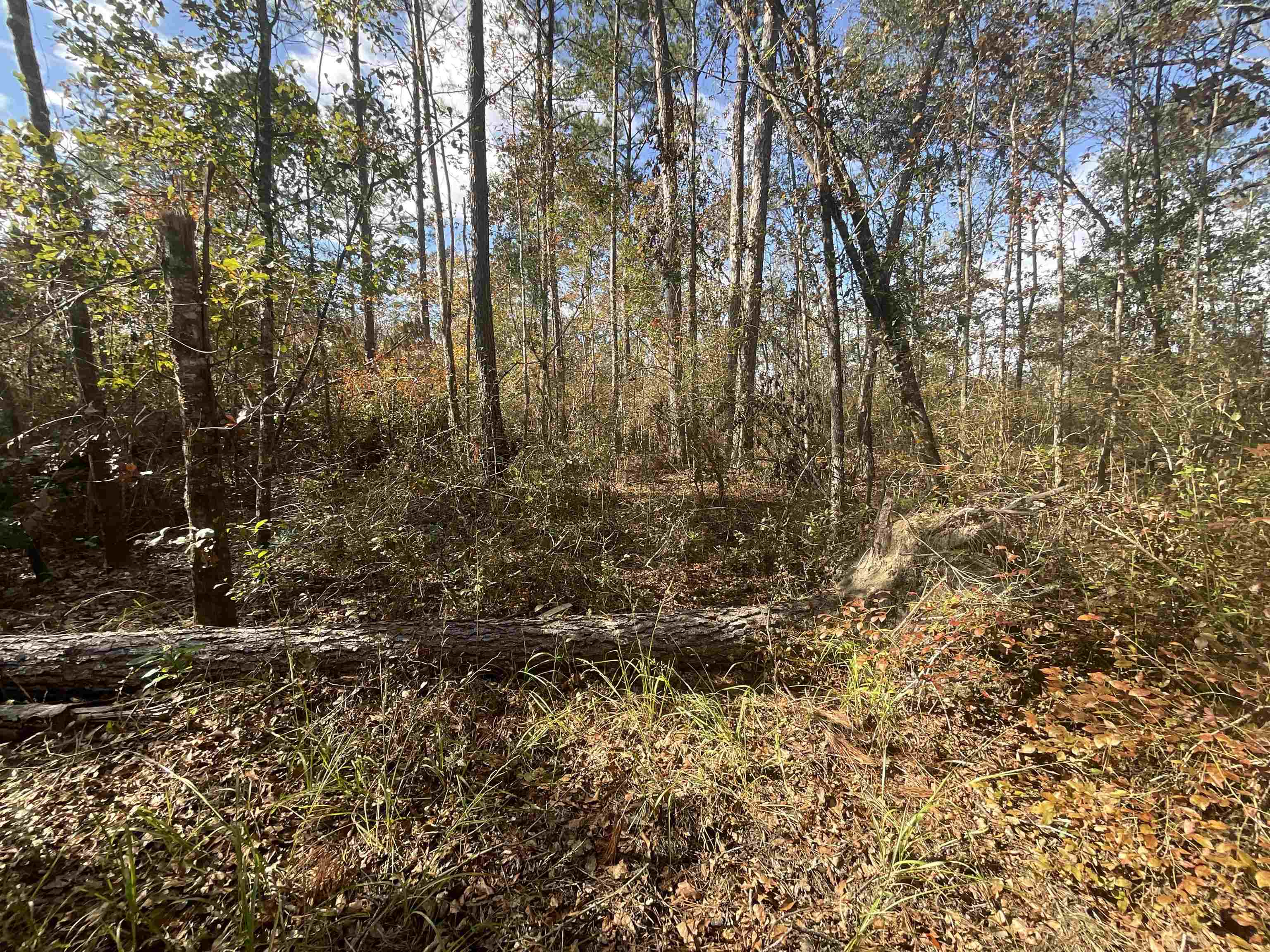 Vacant SW Moseley Hall Road, Greenville, Florida image 38