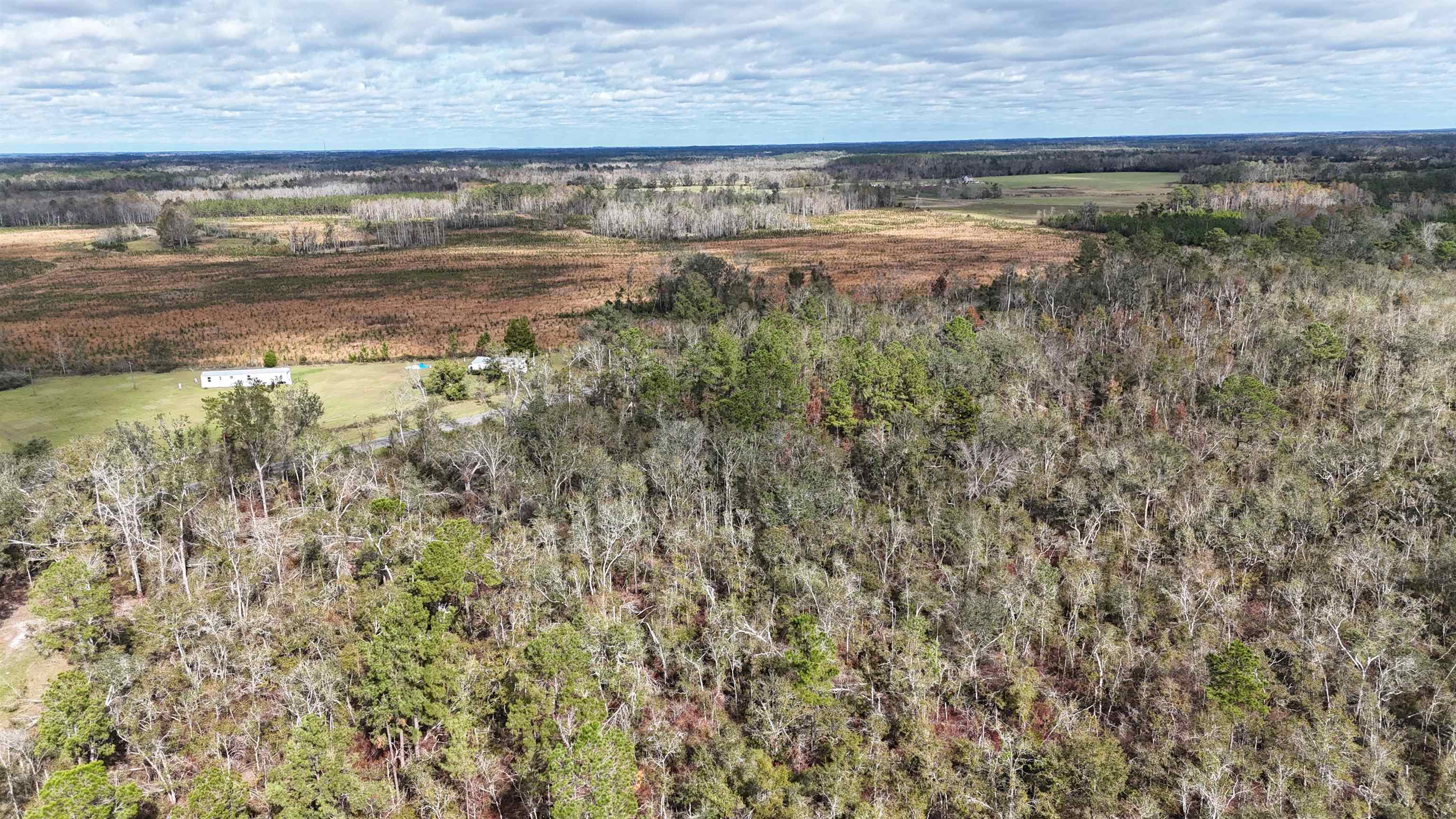Vacant SW Moseley Hall Road, Greenville, Florida image 4