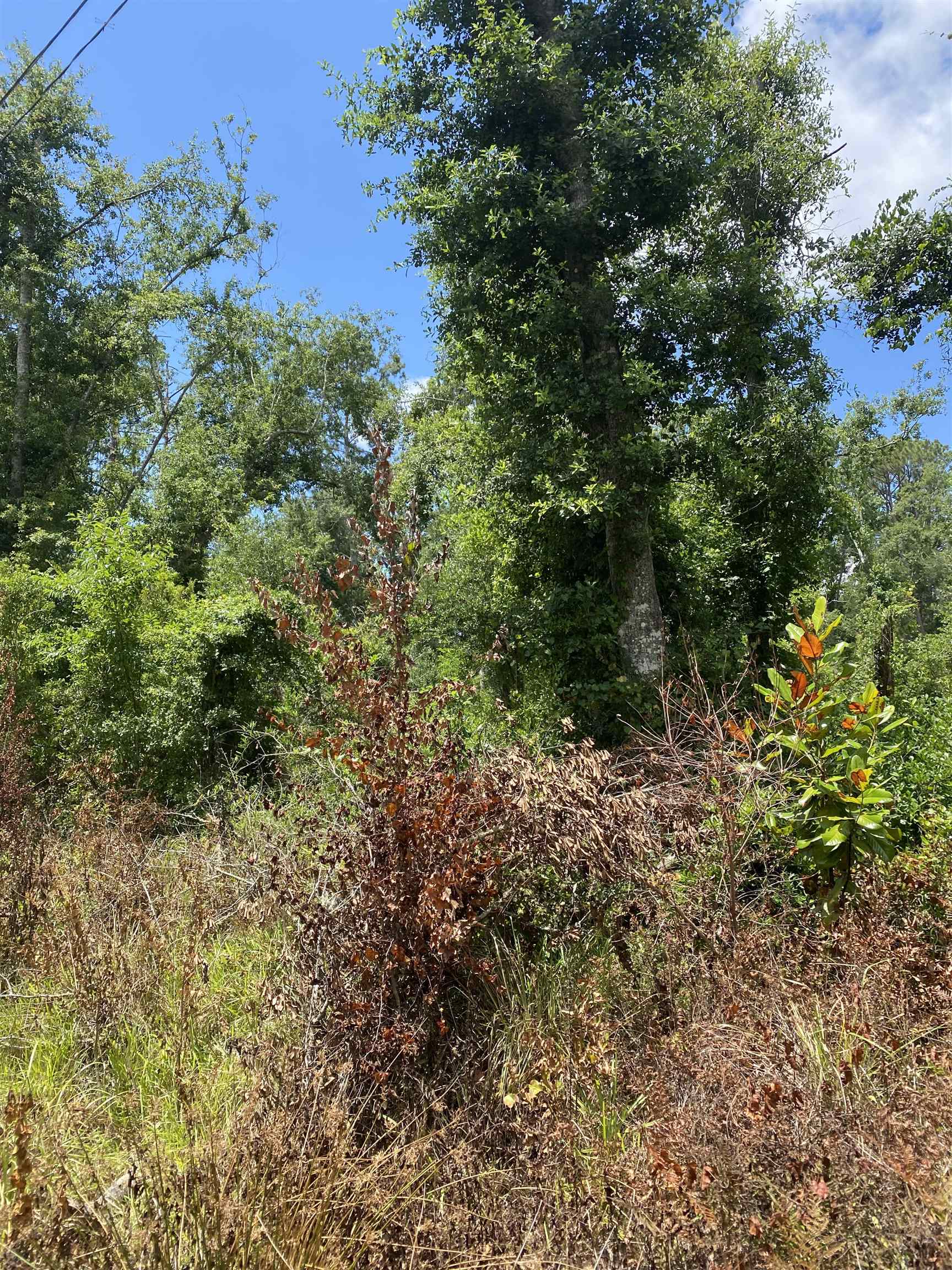 SW Main Street, Greenville, Florida image 11