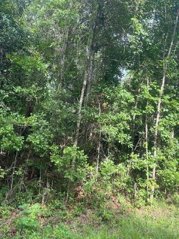 874 Flatwoods Road, Monticello, Florida image 6