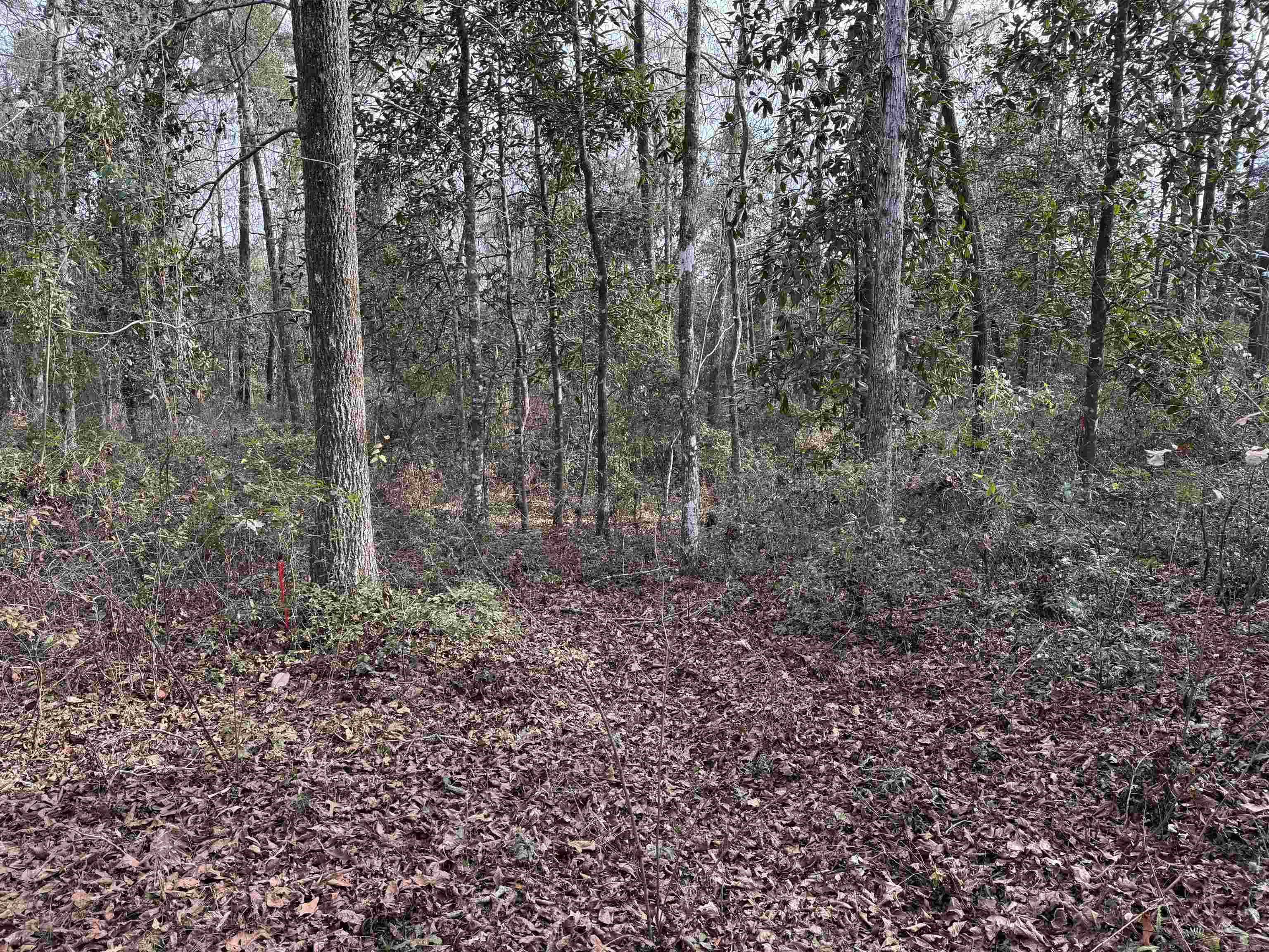 Jomaureen Way, Tallahassee, Florida image 18