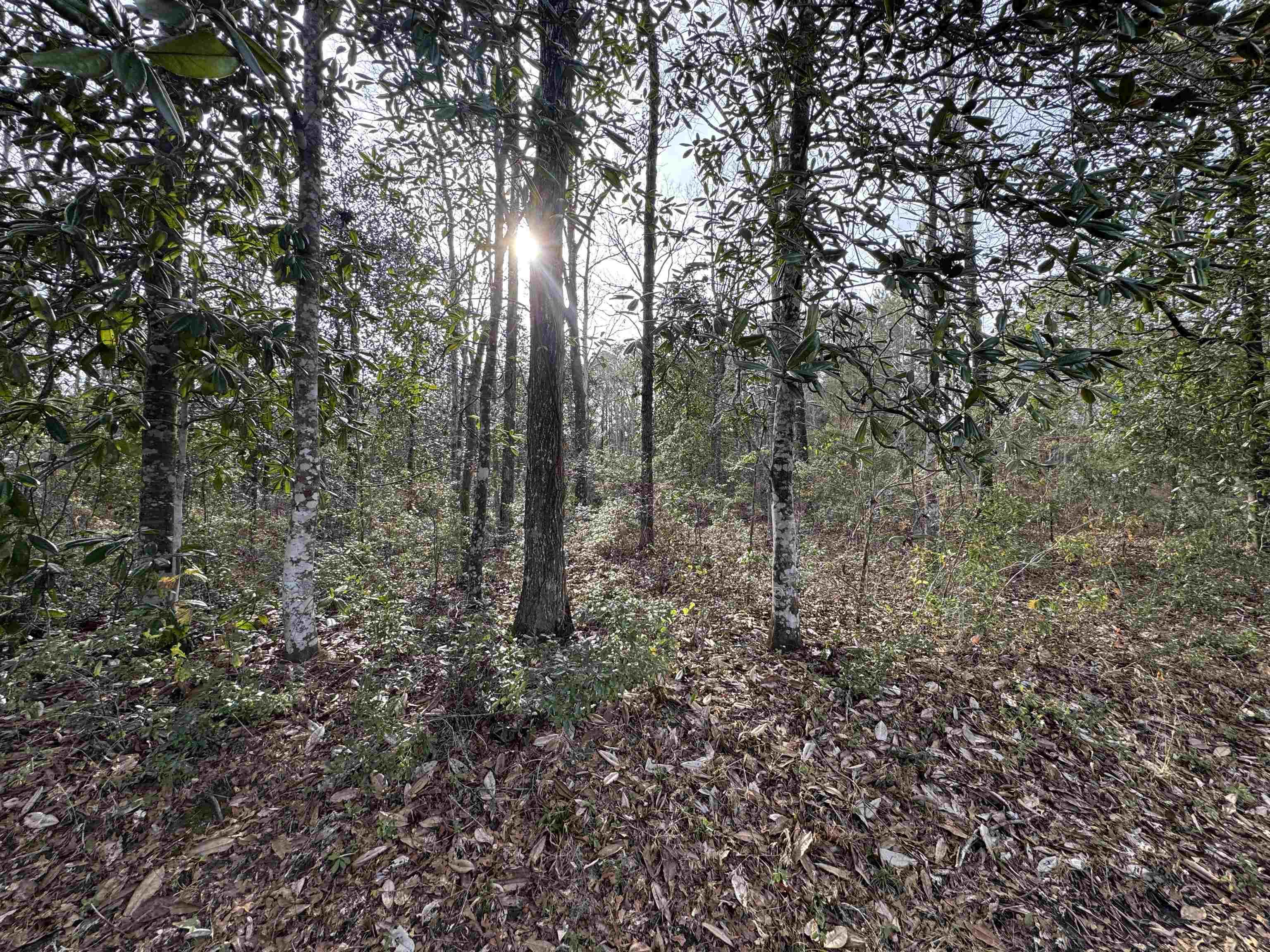Jomaureen Way, Tallahassee, Florida image 22