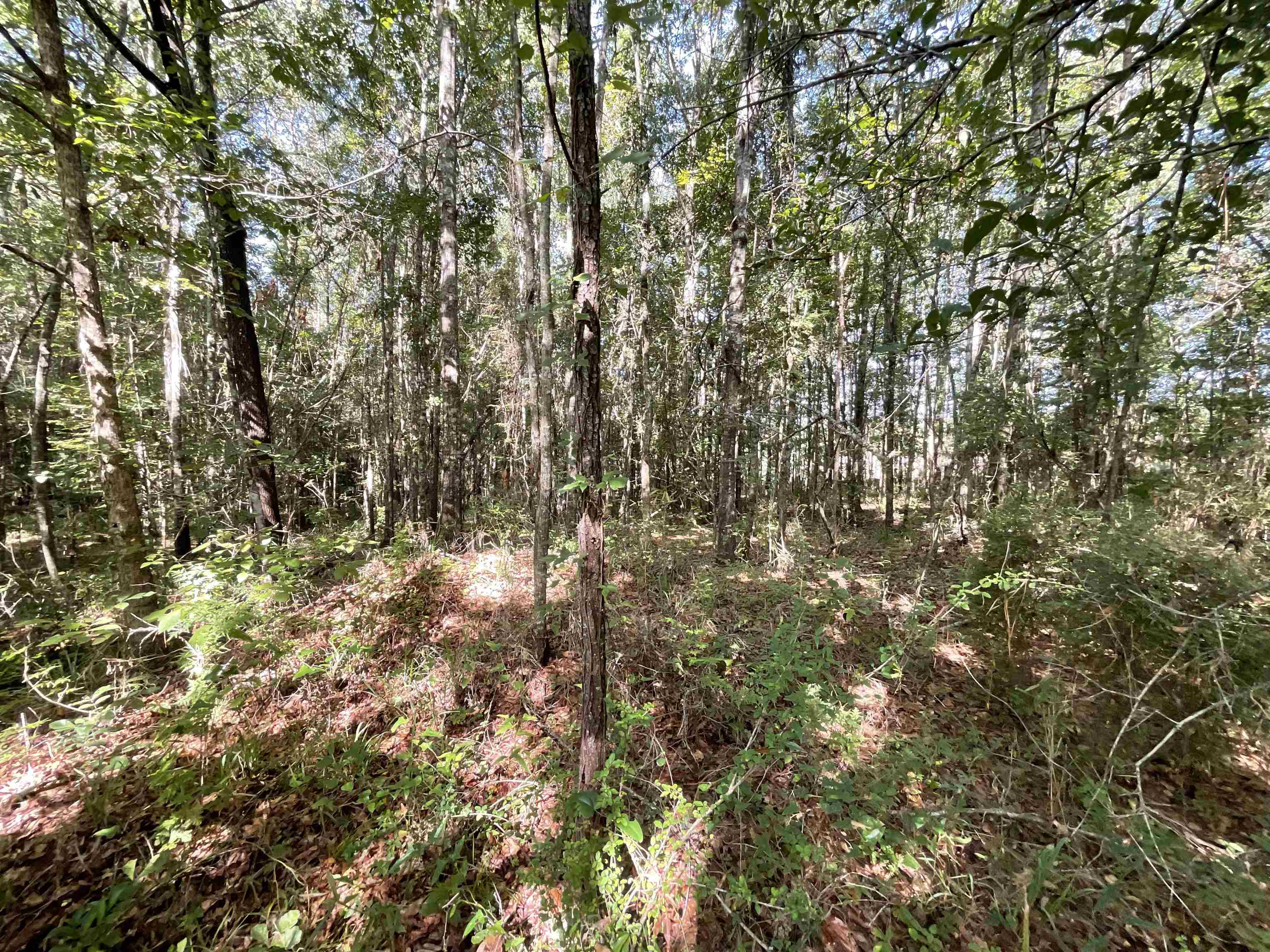 Vacant Attapulgus Highway, Quincy, Florida image 16