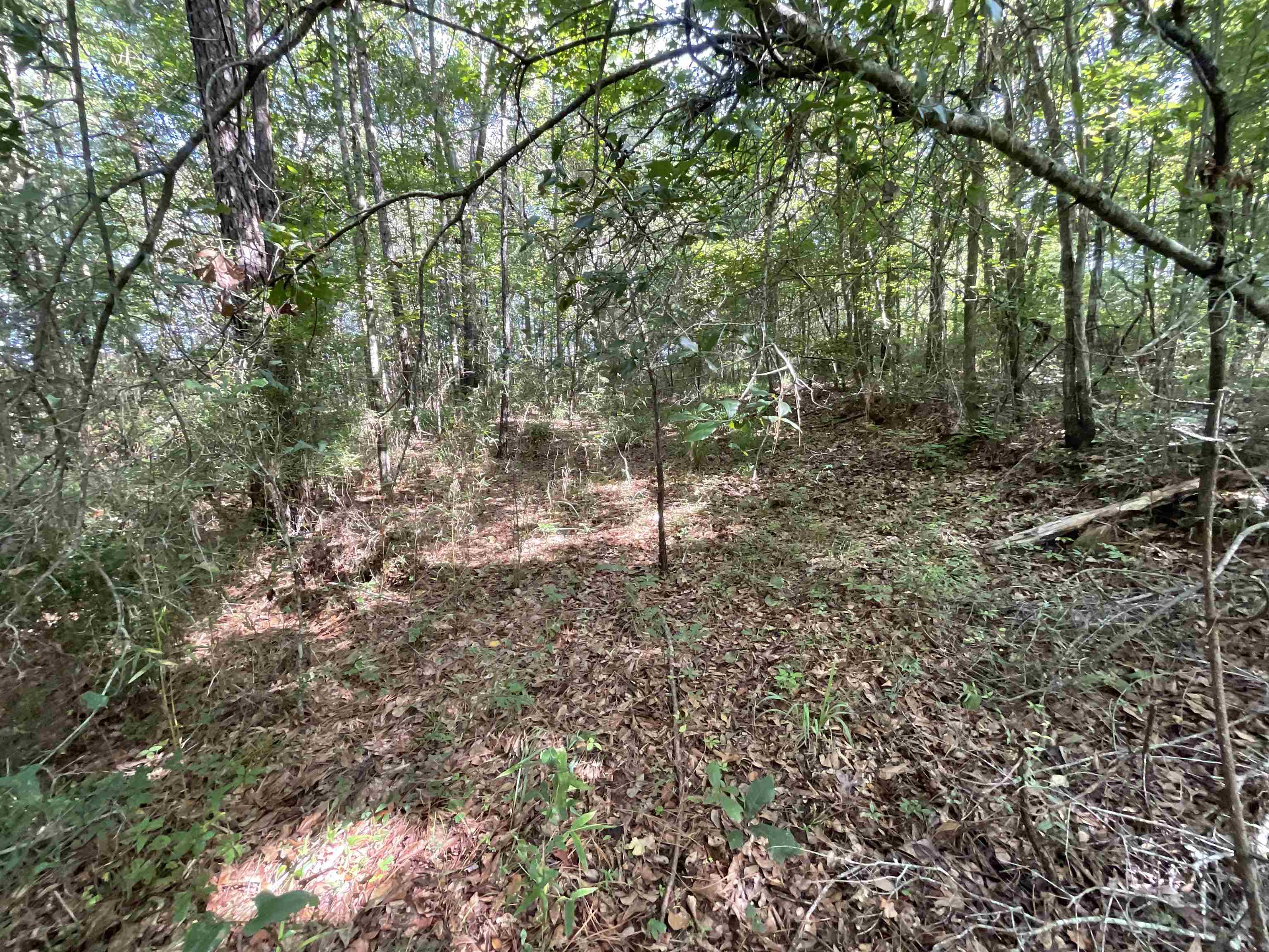 Vacant Attapulgus Highway, Quincy, Florida image 26