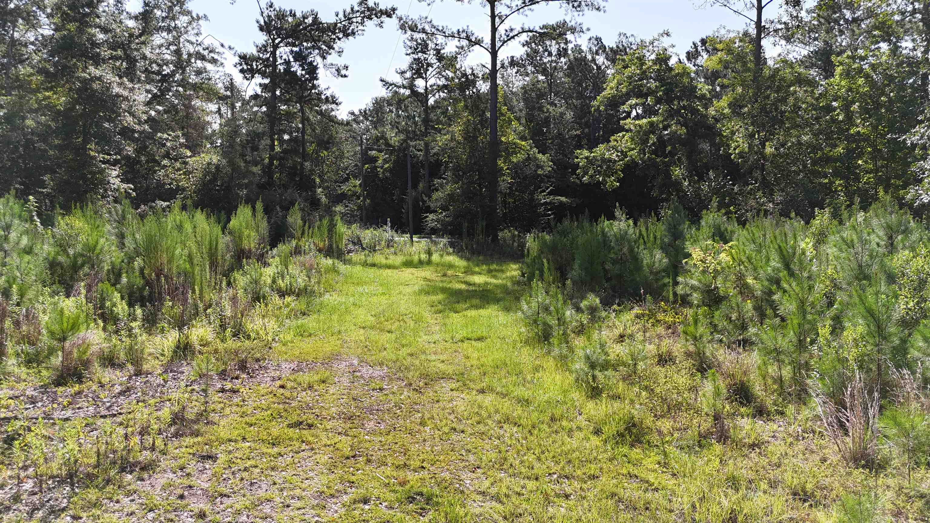 Vacant Attapulgus Highway, Quincy, Florida image 29