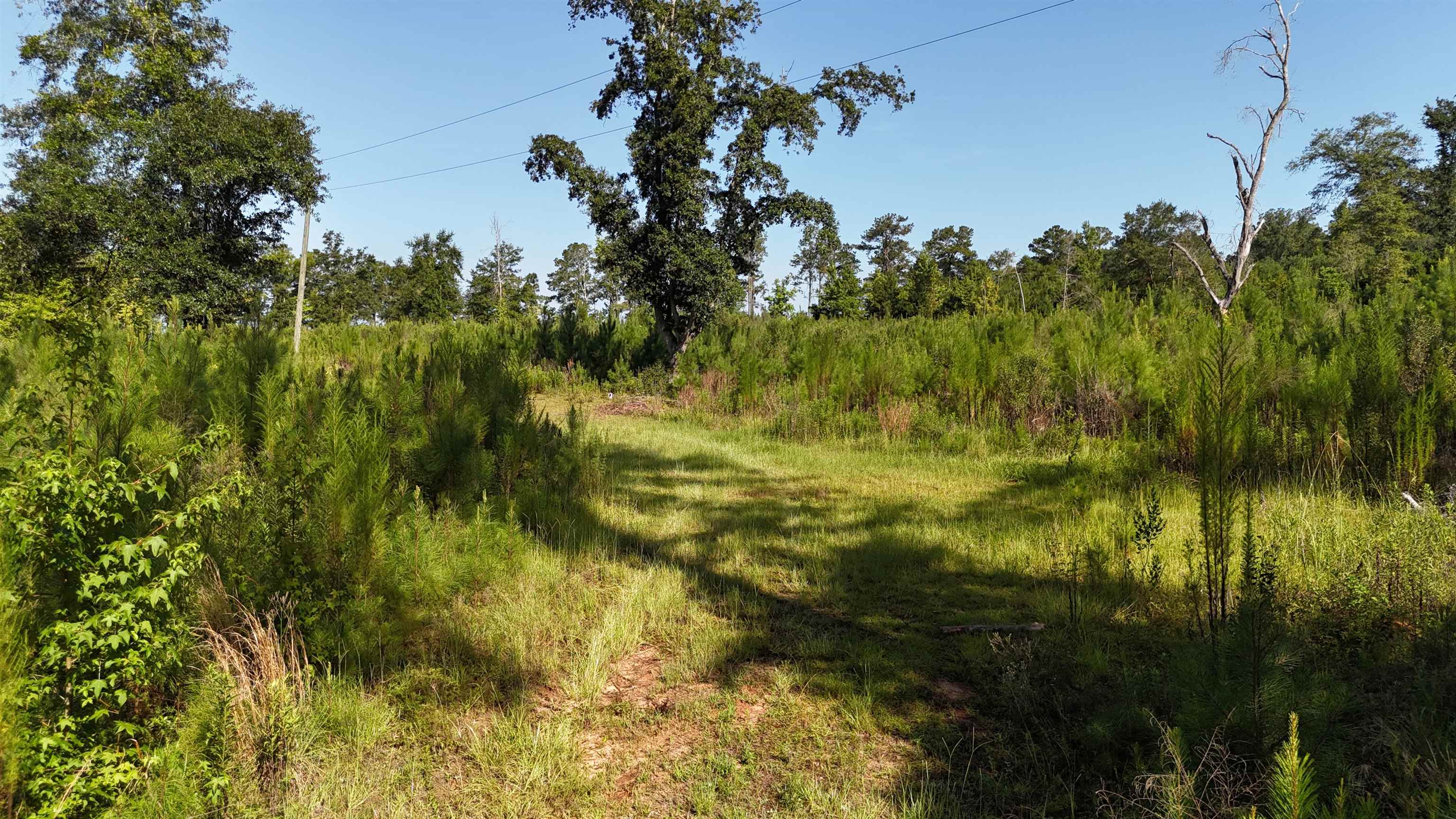 Vacant Attapulgus Highway, Quincy, Florida image 34