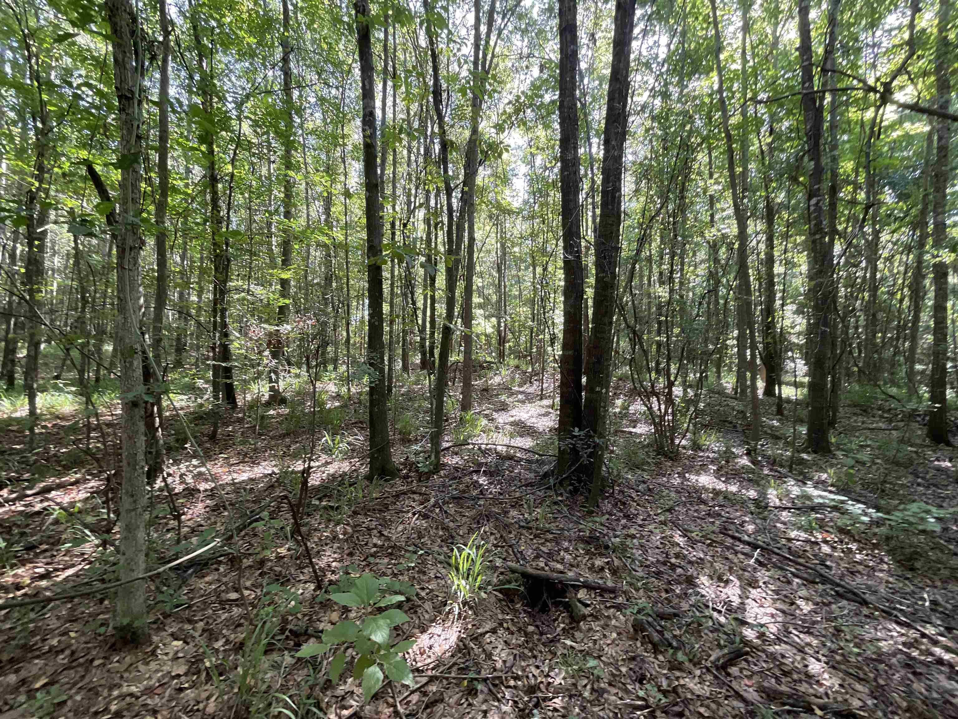 Vacant Attapulgus Highway, Quincy, Florida image 44