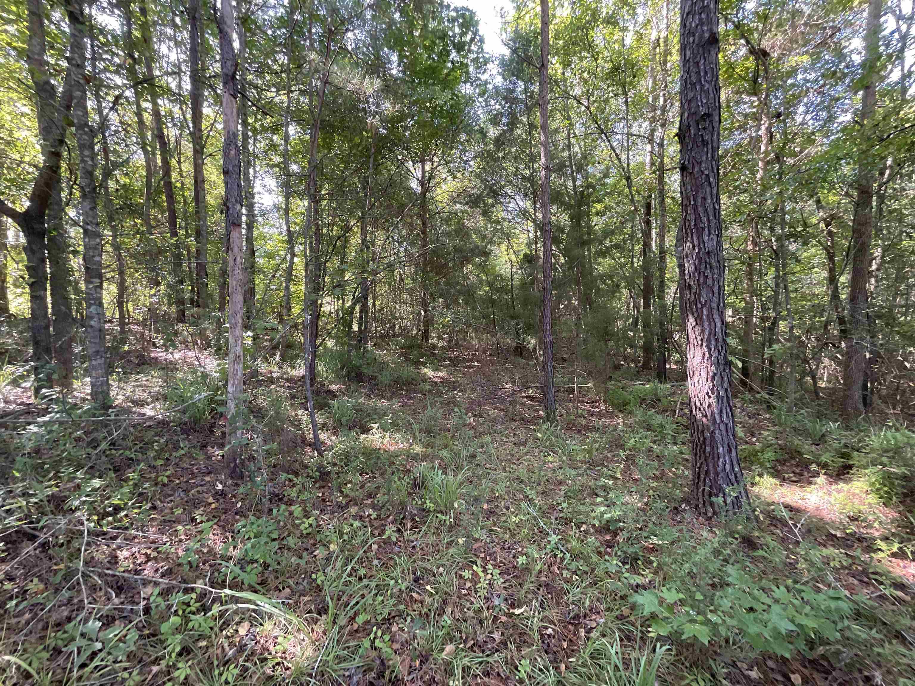 Vacant Attapulgus Highway, Quincy, Florida image 50