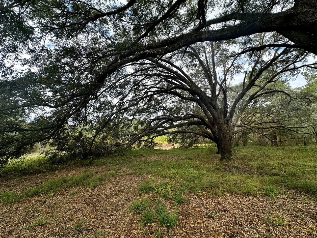 Vacant NW Coachwhip, MADISON, Florida image 1