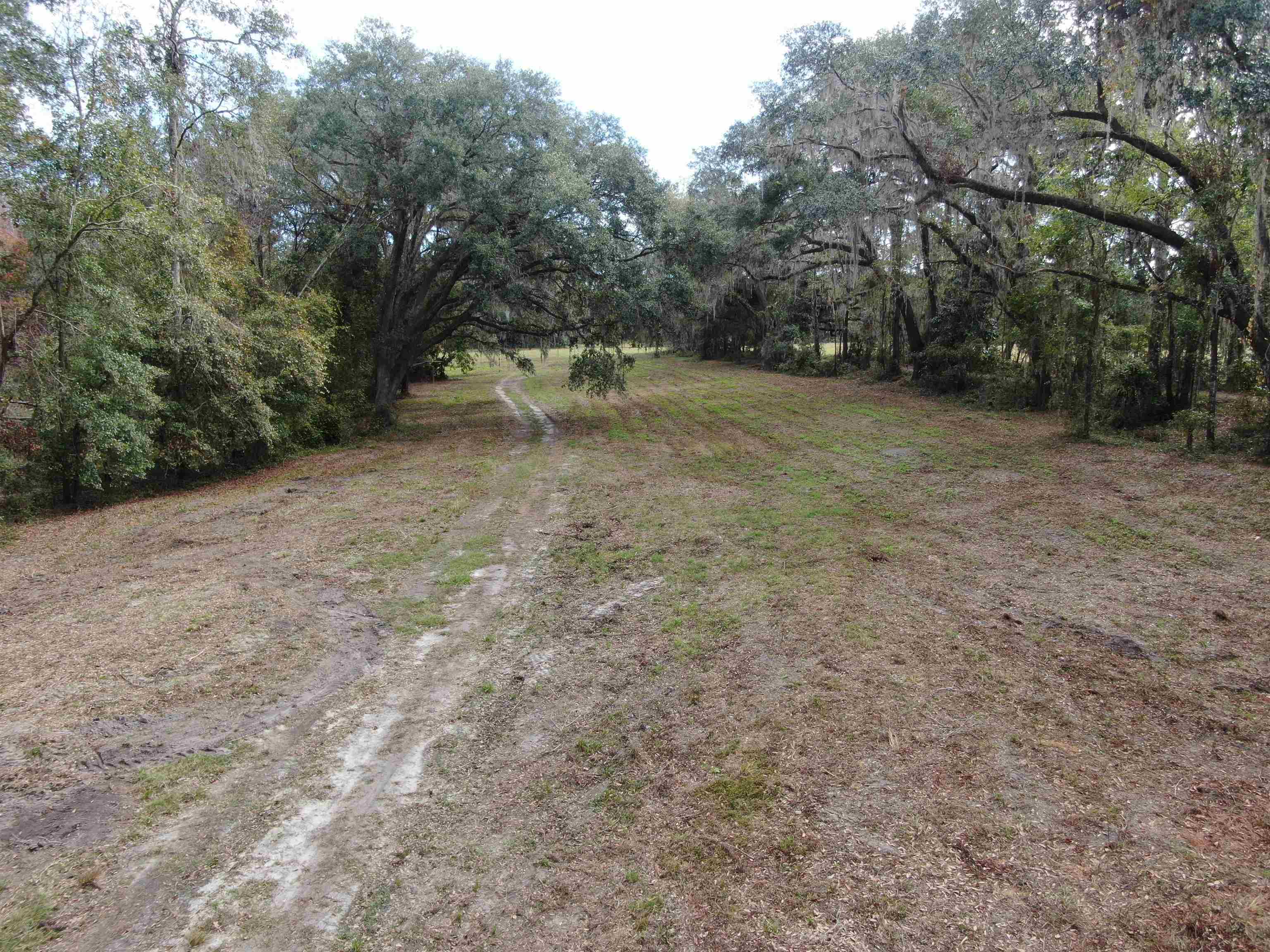 Vacant NW Coachwhip, MADISON, Florida image 23