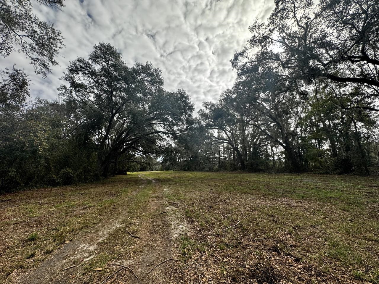 Vacant NW Coachwhip, MADISON, Florida image 24