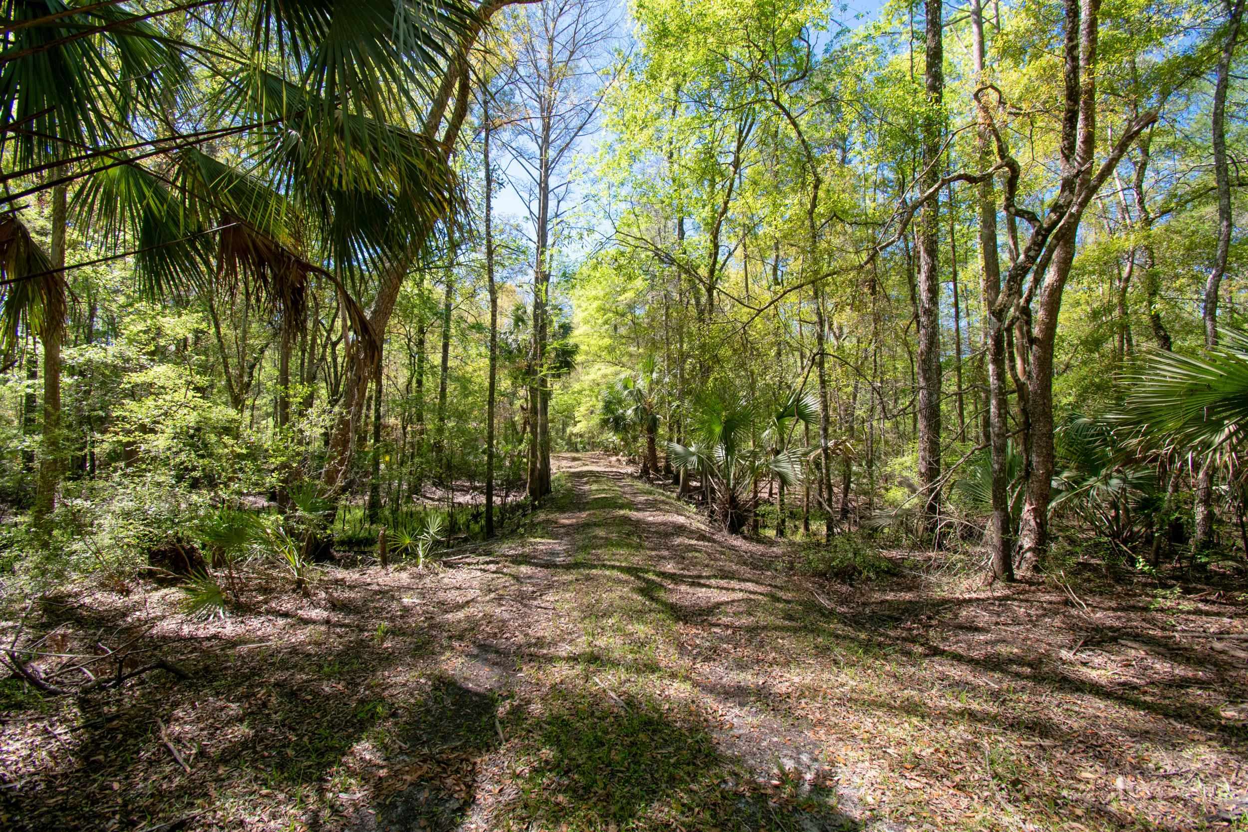 17600 Aucilla River Estates Road, LAMONT, Florida image 10