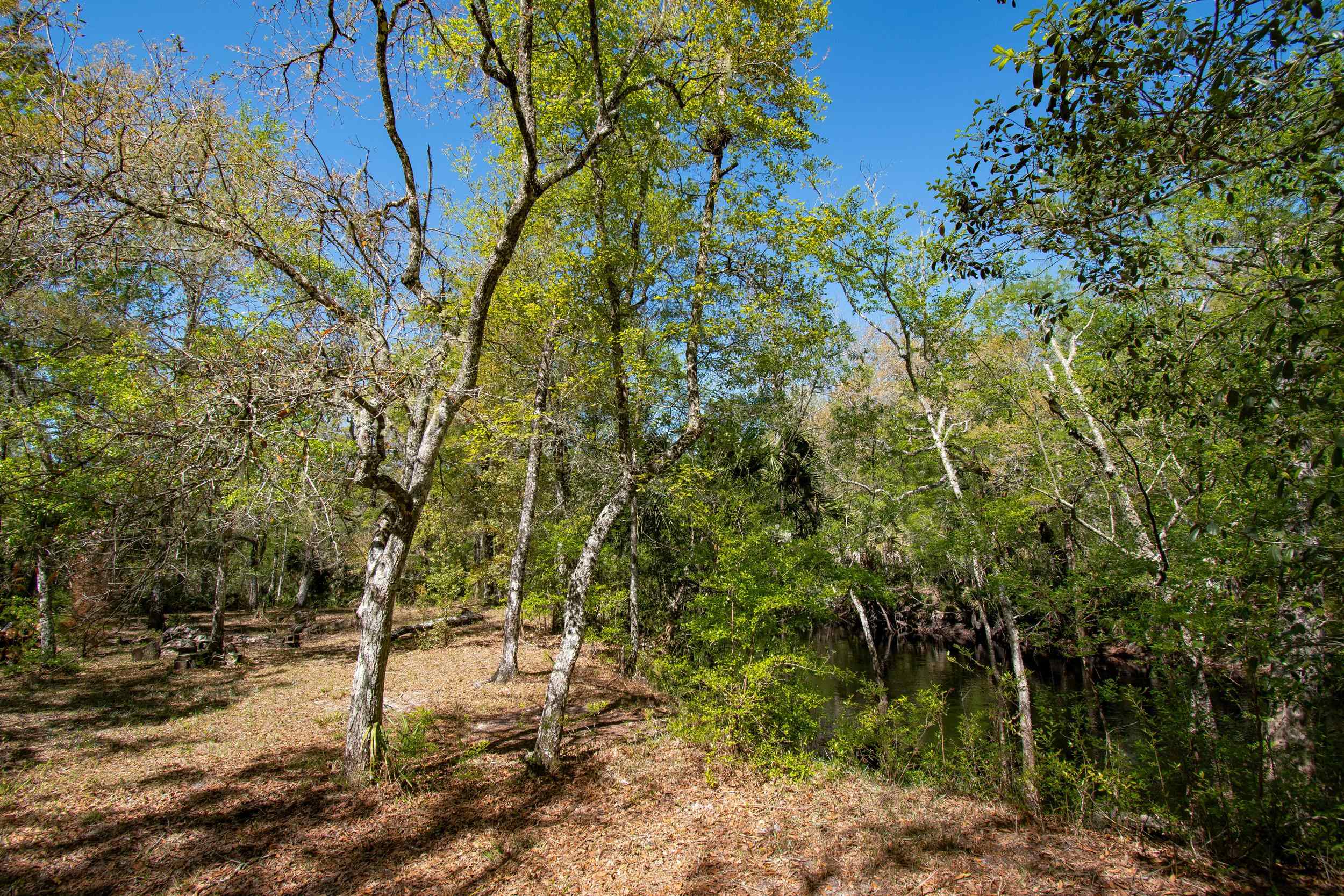 17600 Aucilla River Estates Road, LAMONT, Florida image 16