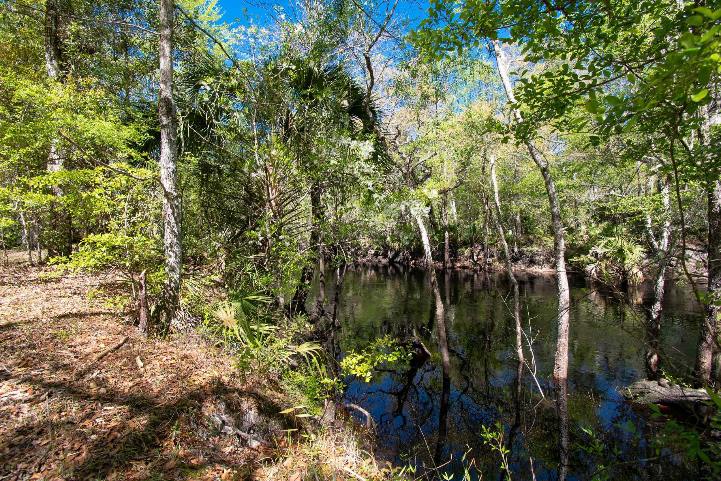 17600 Aucilla River Estates Road, LAMONT, Florida image 19