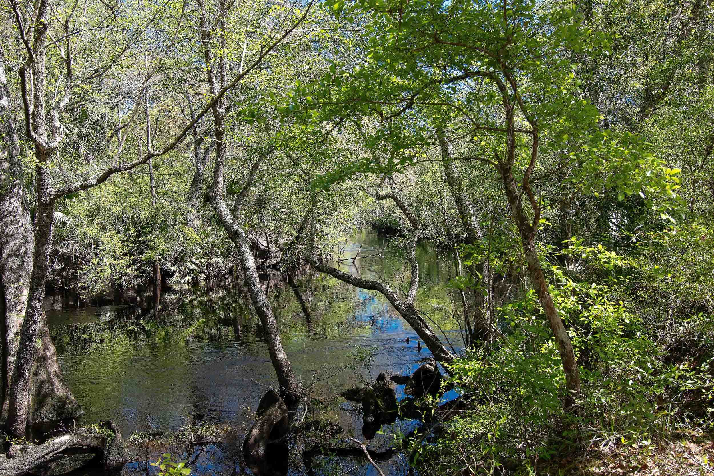 17600 Aucilla River Estates Road, LAMONT, Florida image 20